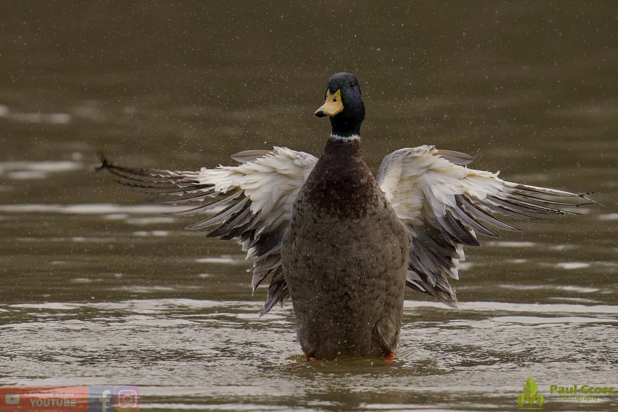 Mallard Duck-01173.jpg