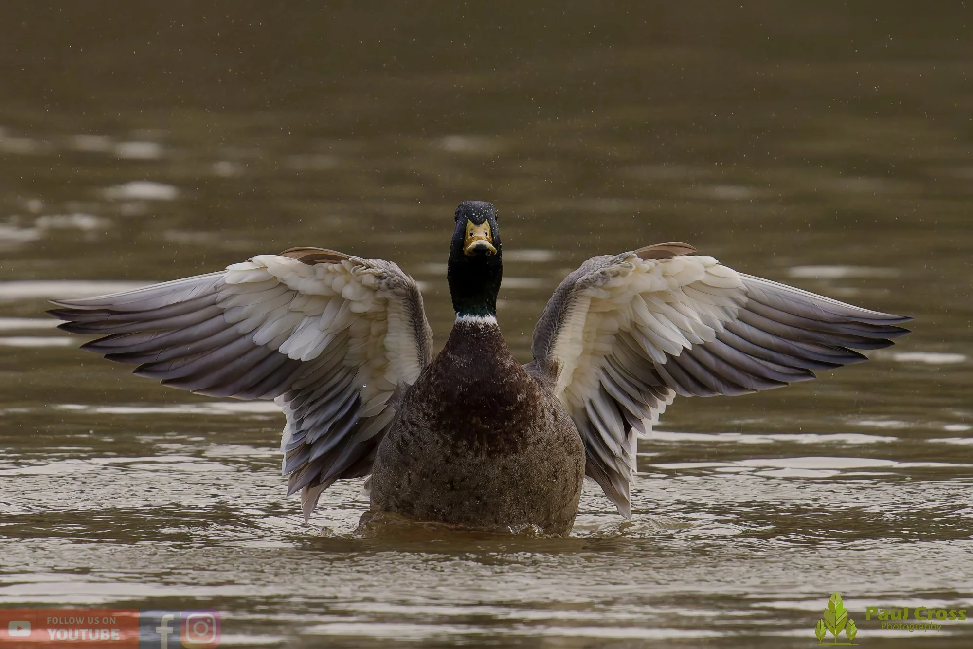 Mallard Duck-01174.jpg