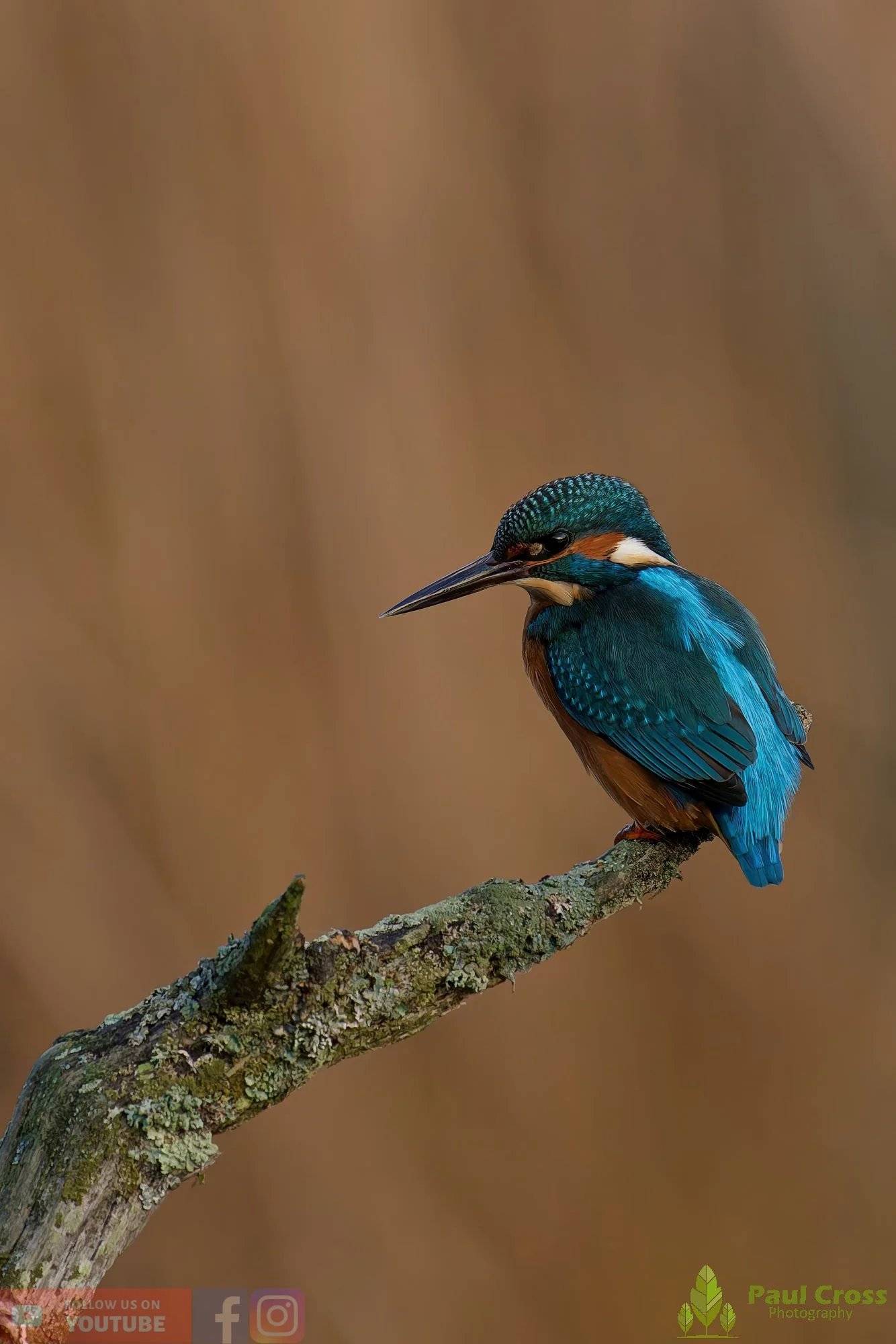 Kingfisher-00692.jpg
