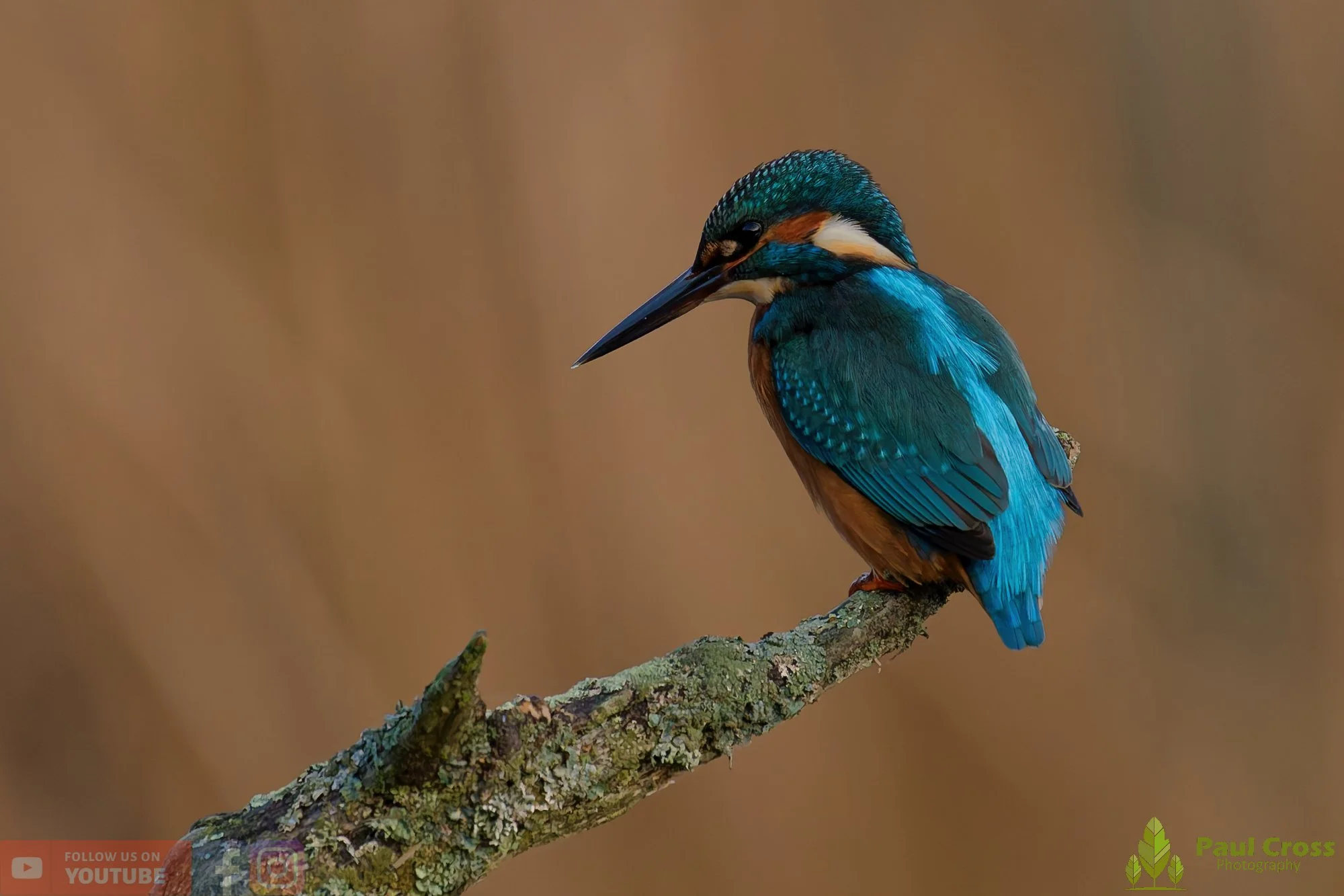 Kingfisher-00693.jpg