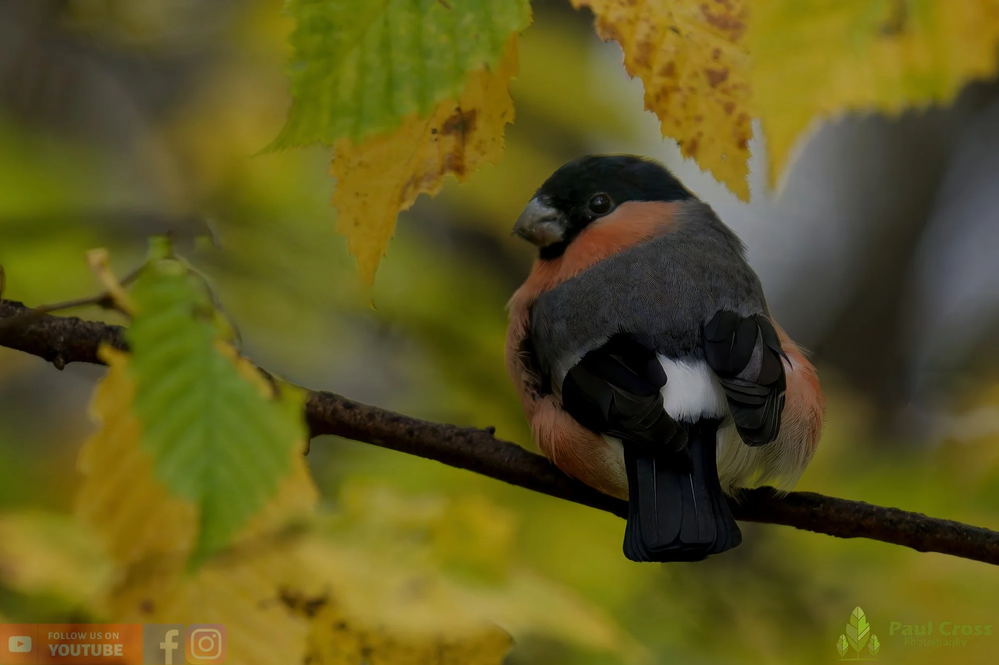 Bullfinch-00068.jpg