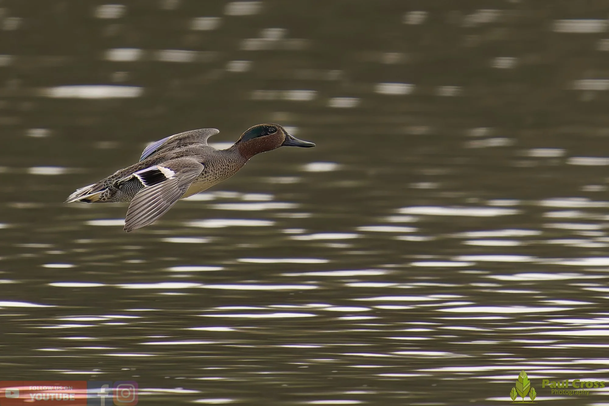 Common Teal-00032.jpg