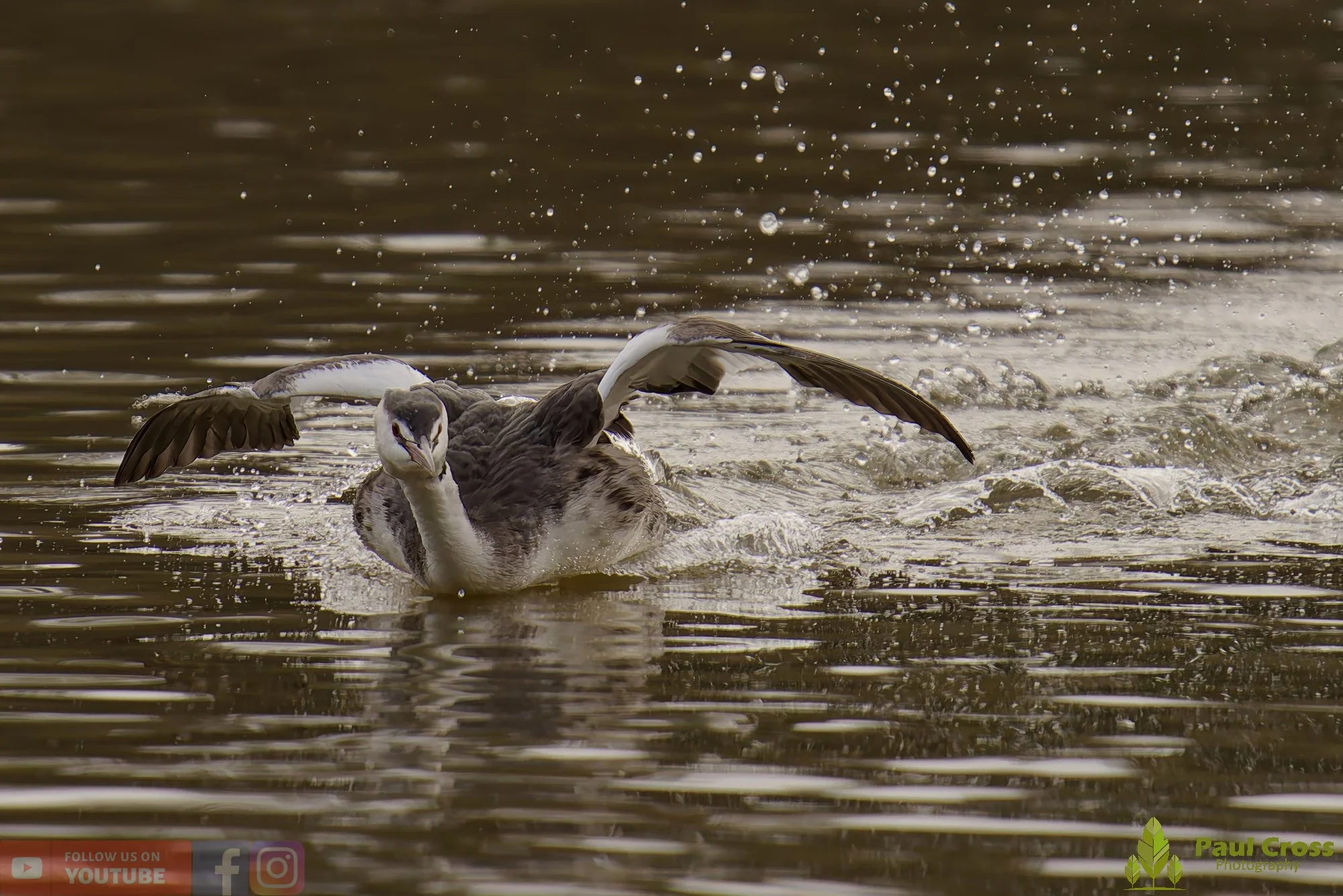 Great Crested Grebe-01058.jpg
