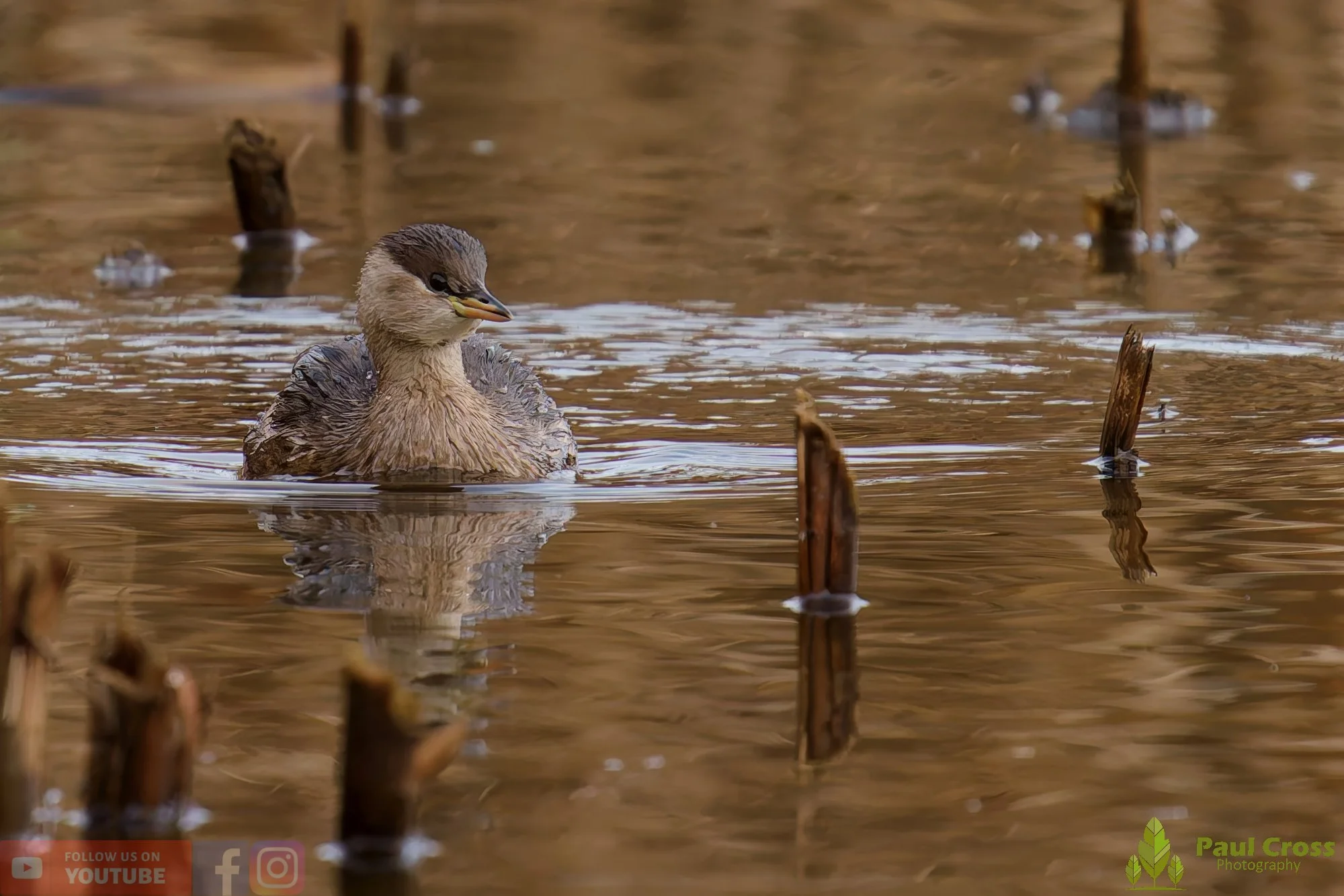 Little Grebe-00365.jpg