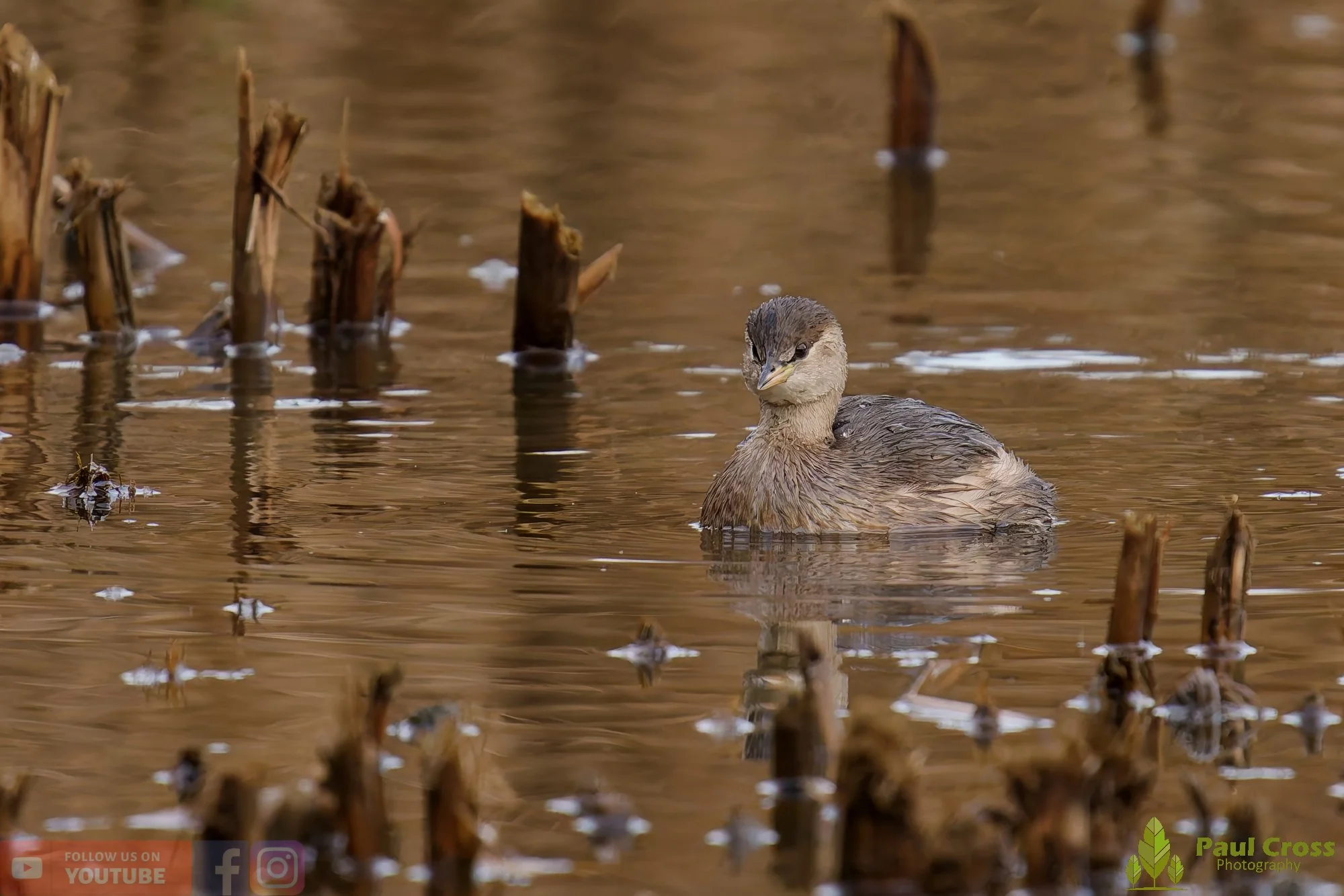 Little Grebe-00366.jpg