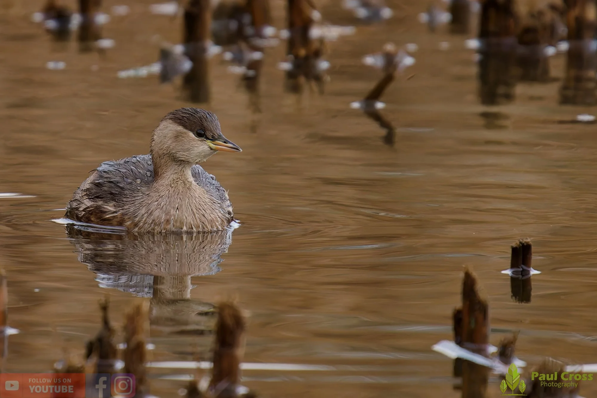 Little Grebe-00367.jpg