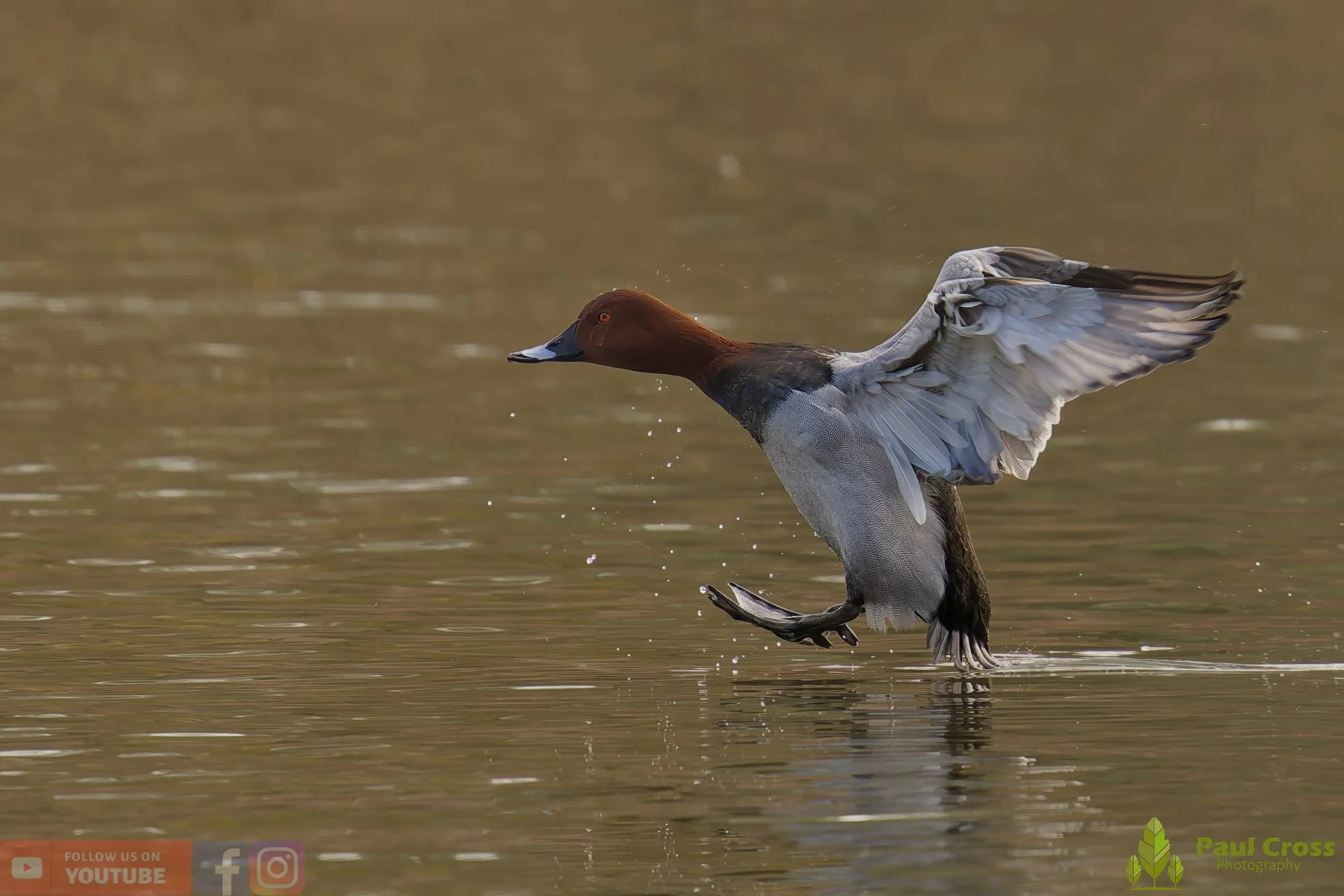 Pochard-00042.jpg