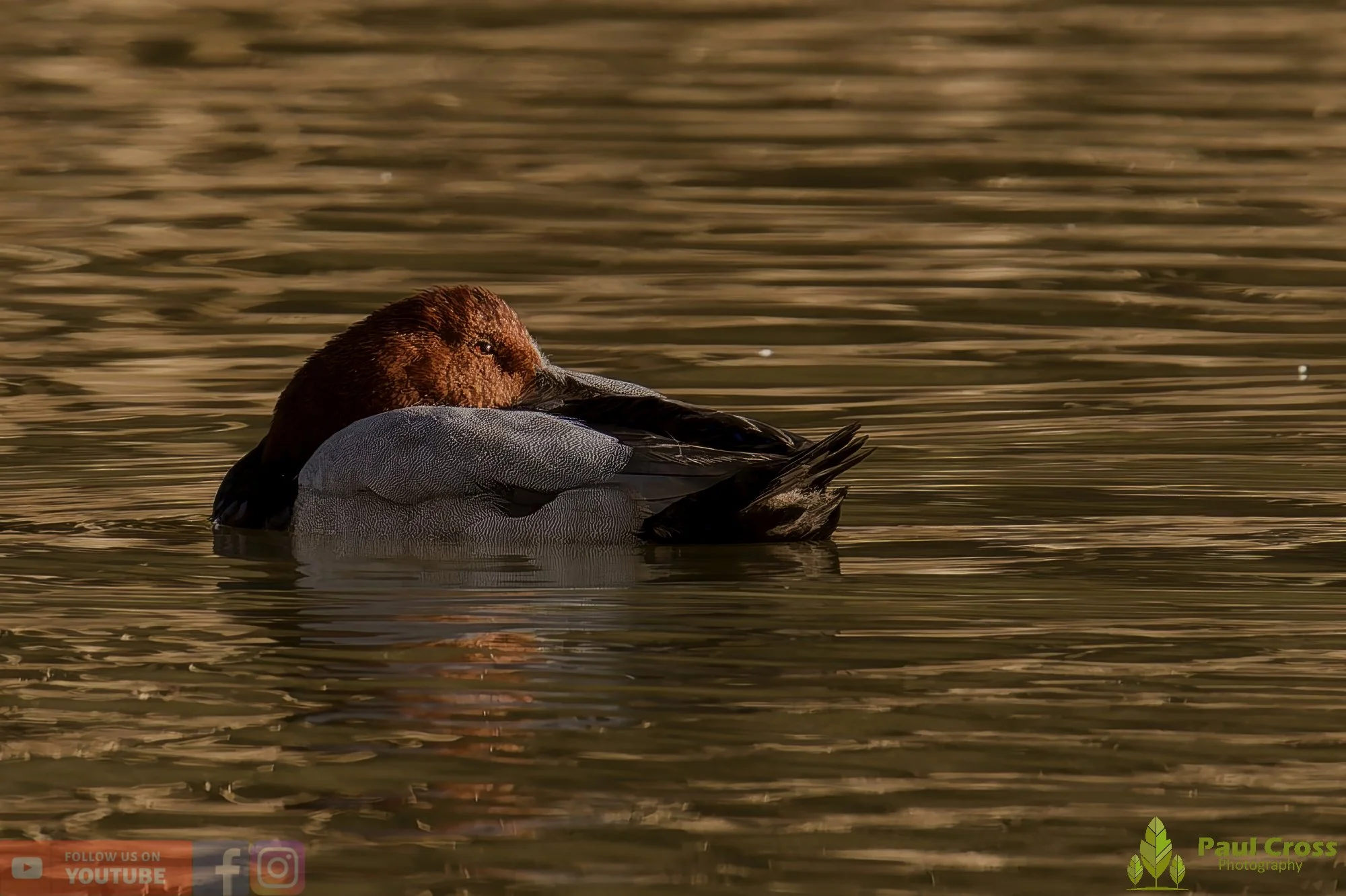 Pochard-00043.jpg