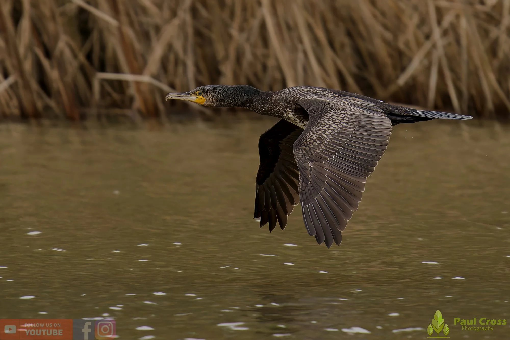 Cormorant-03567.jpg