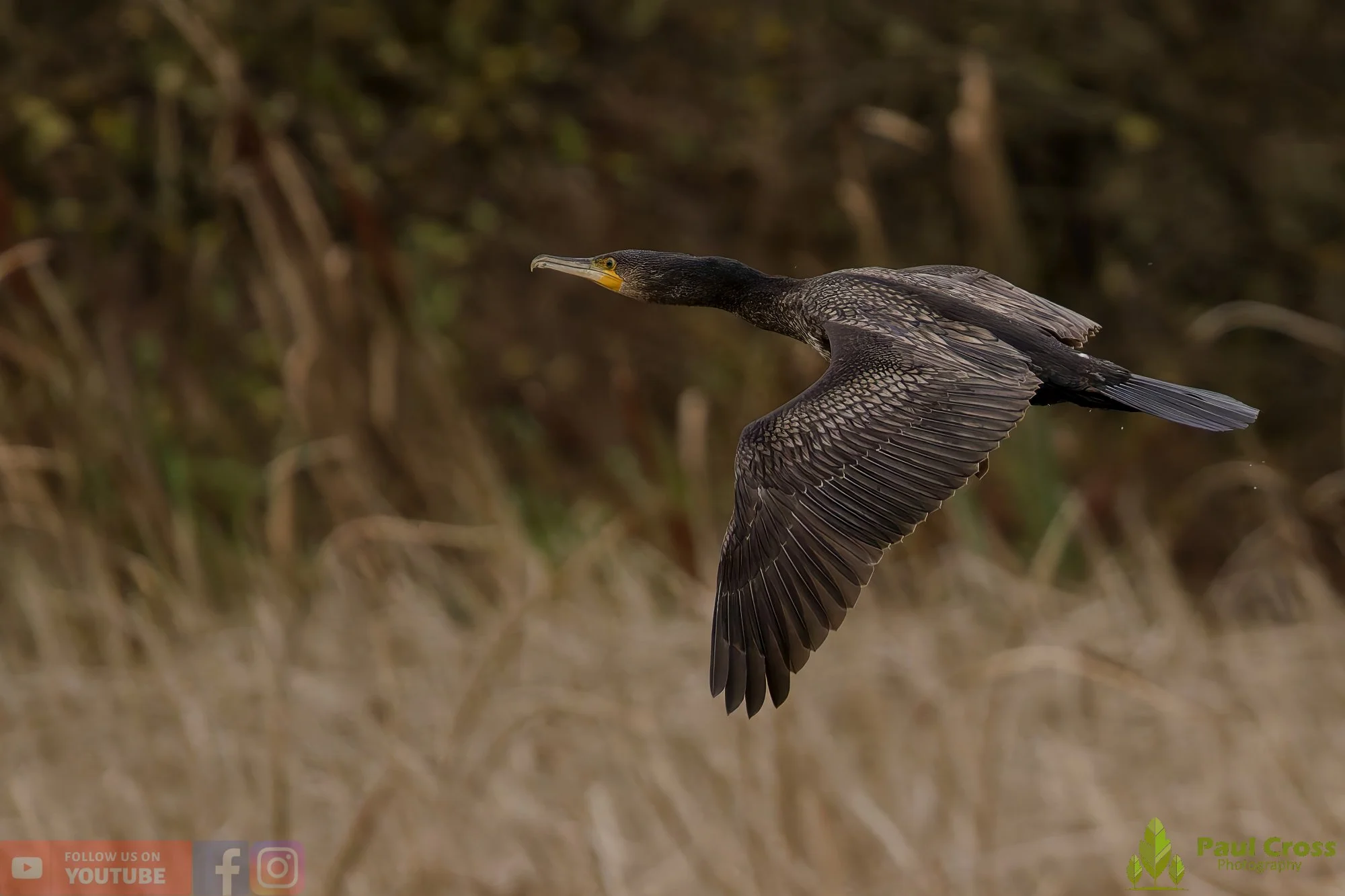Cormorant-03568.jpg