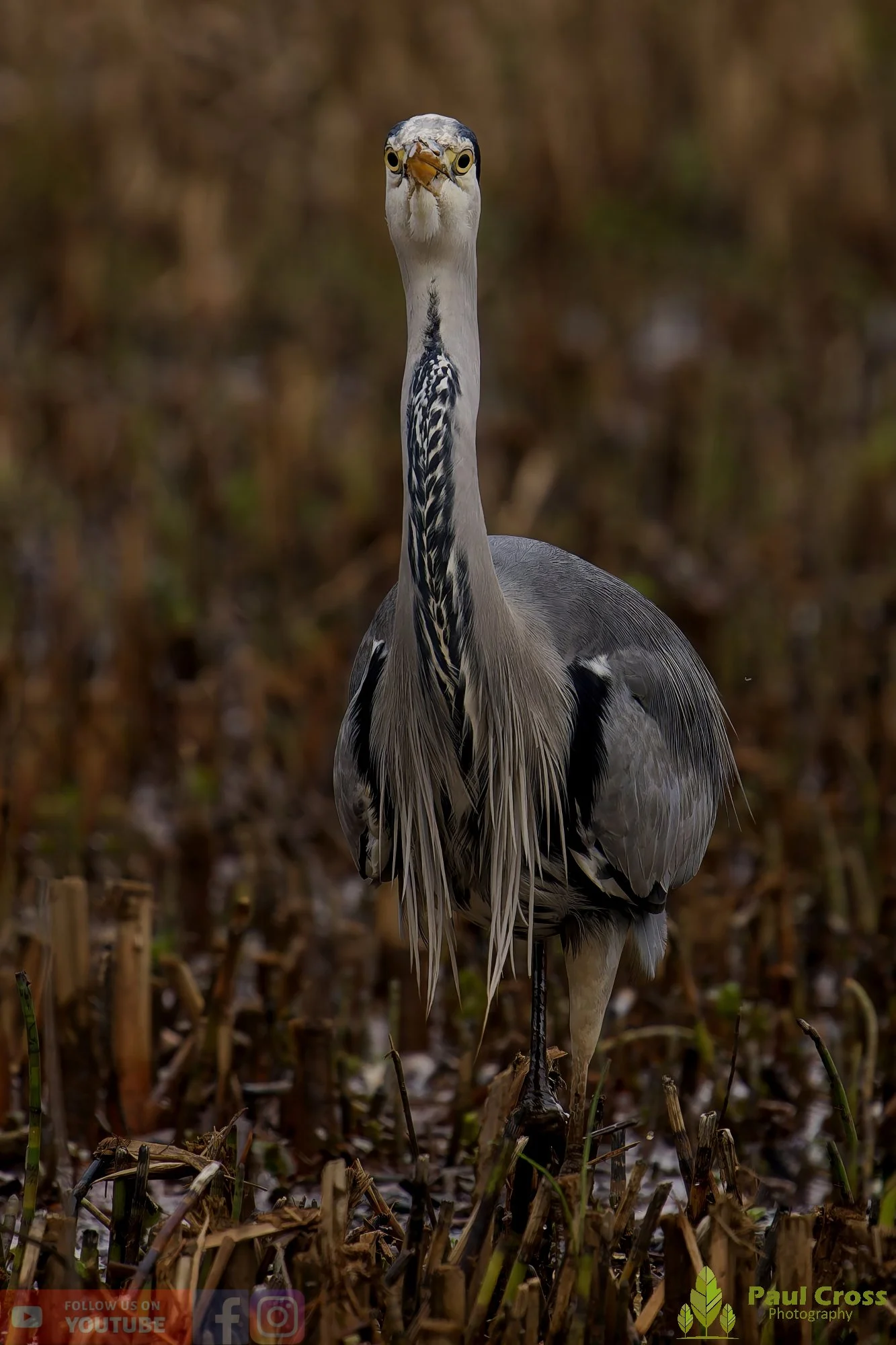 Grey Heron-00660.jpg