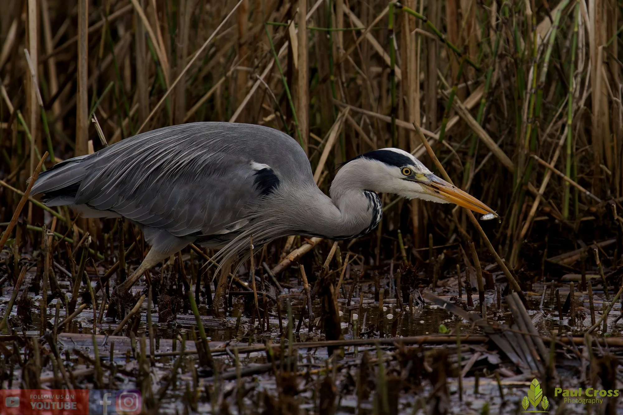 Grey Heron-00662.jpg