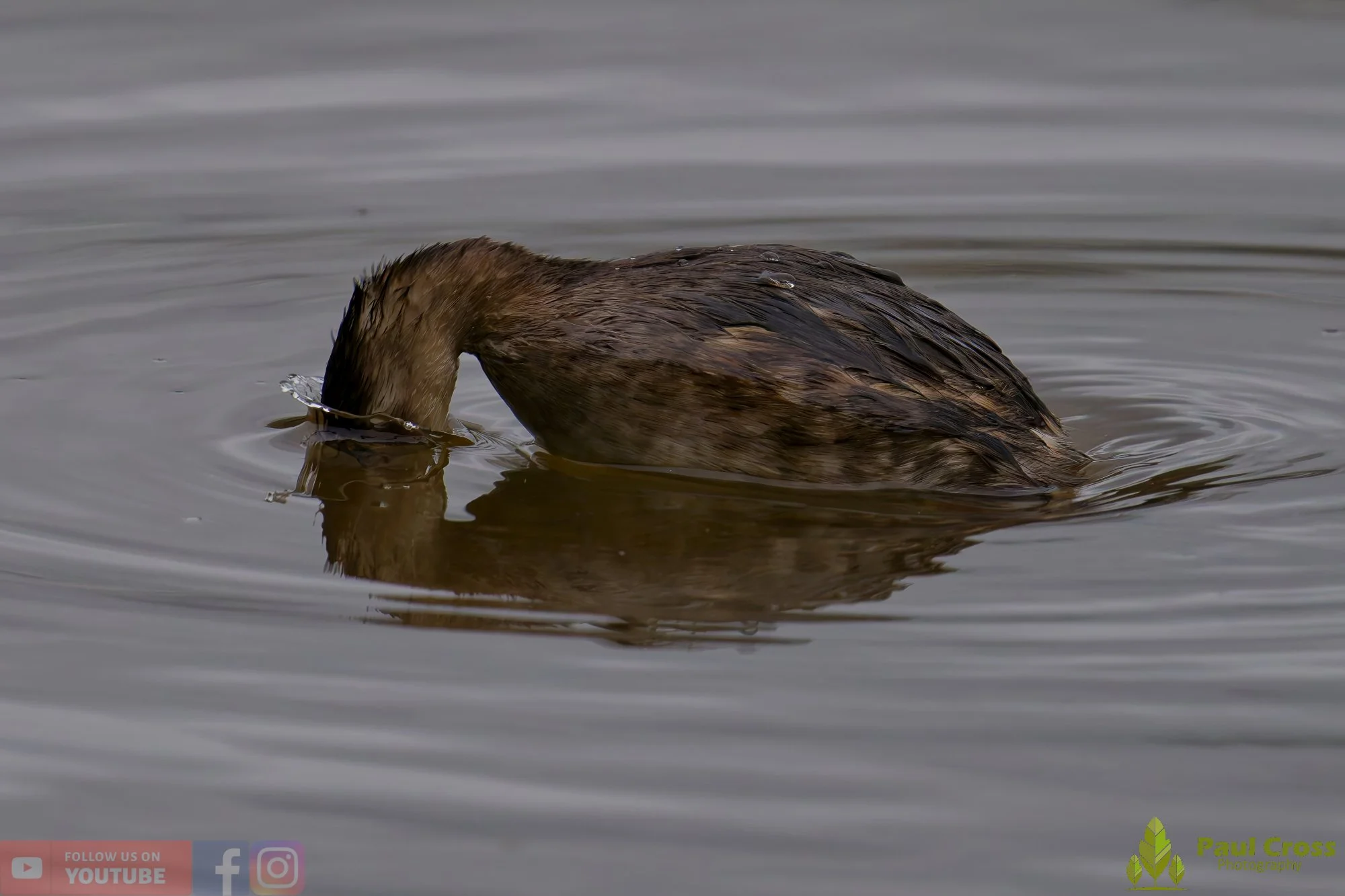 Little Grebe-00368.jpg