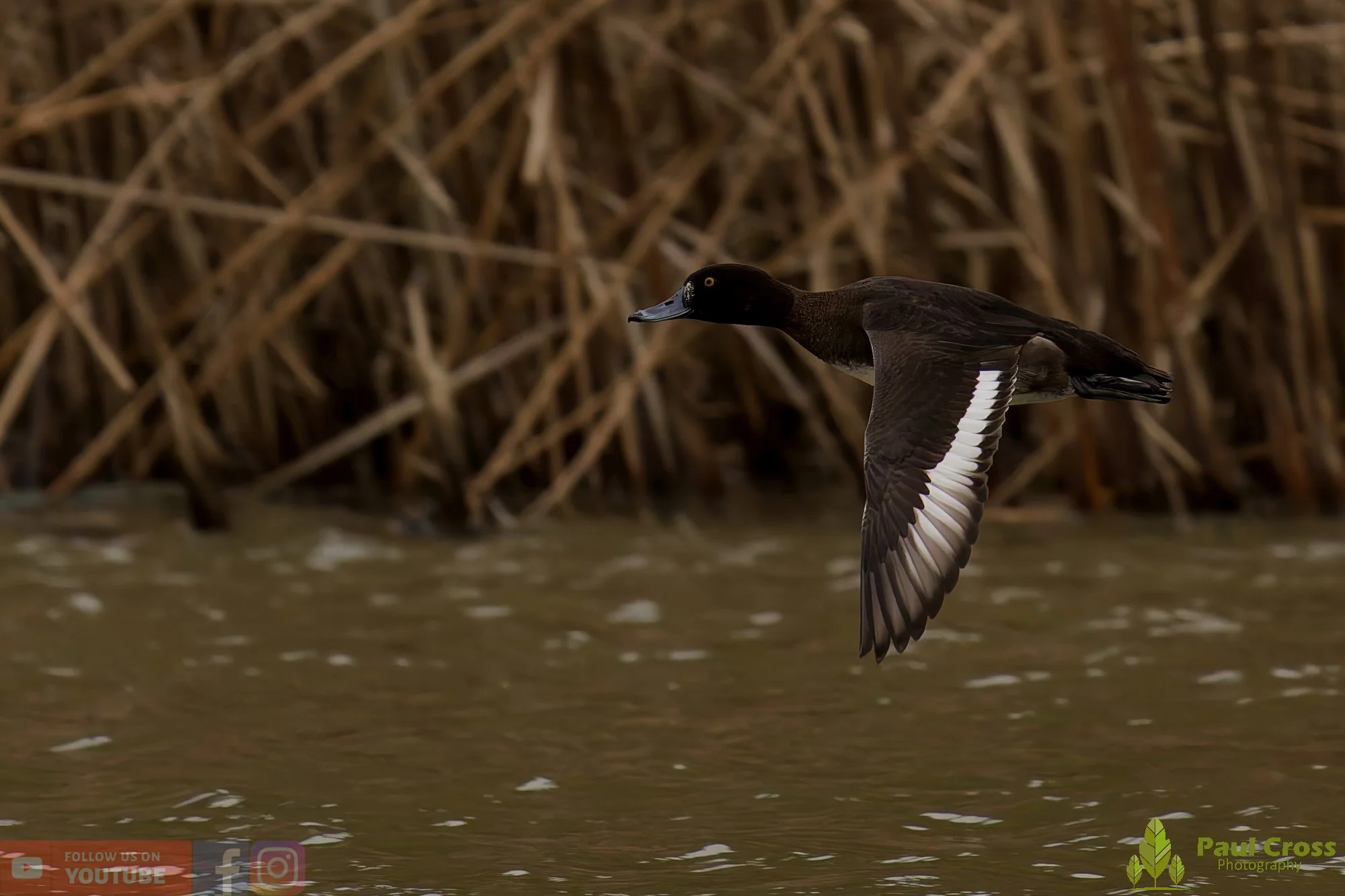 Tufted Duck-00213.jpg