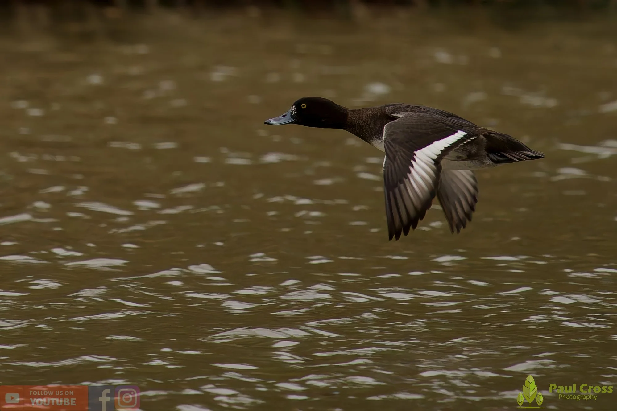 Tufted Duck-00214.jpg