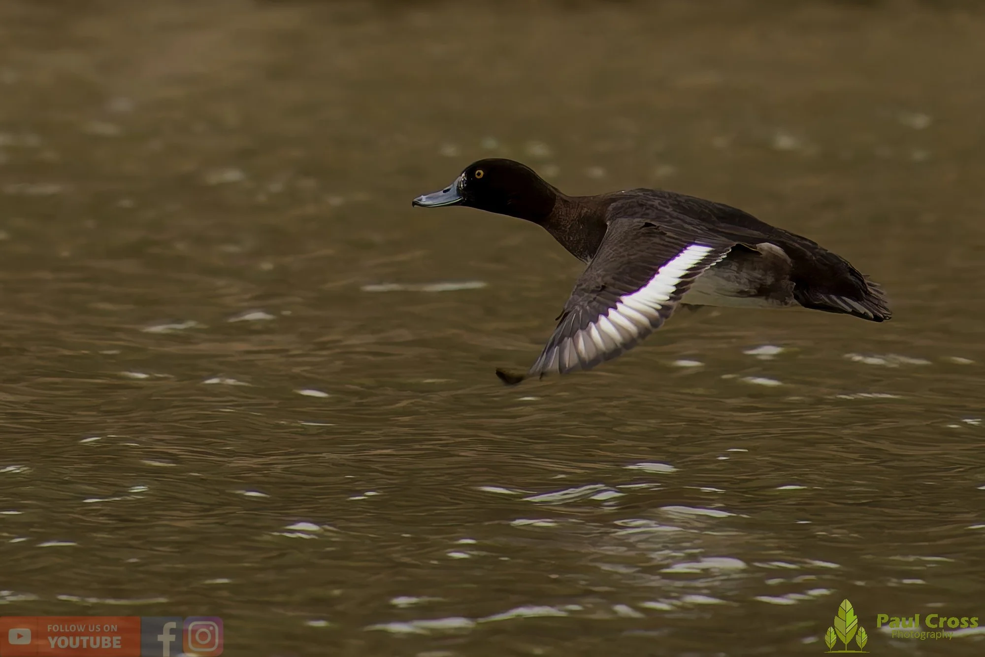 Tufted Duck-00215.jpg