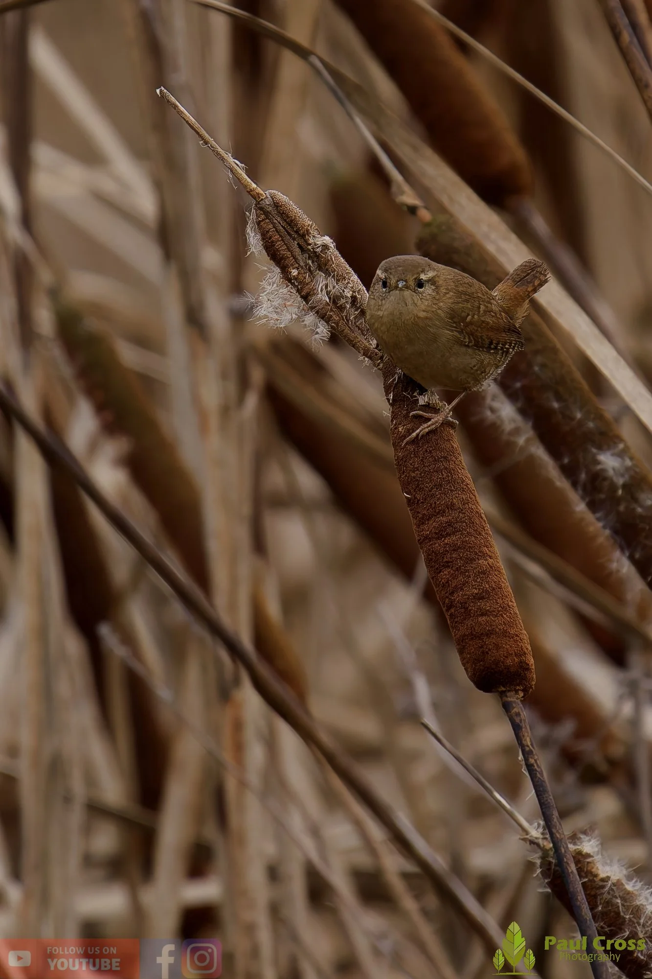 Wren-00349.jpg