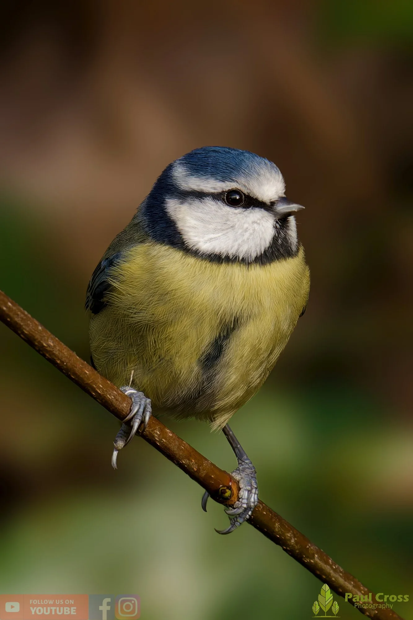 Blue Tit-00913.jpg
