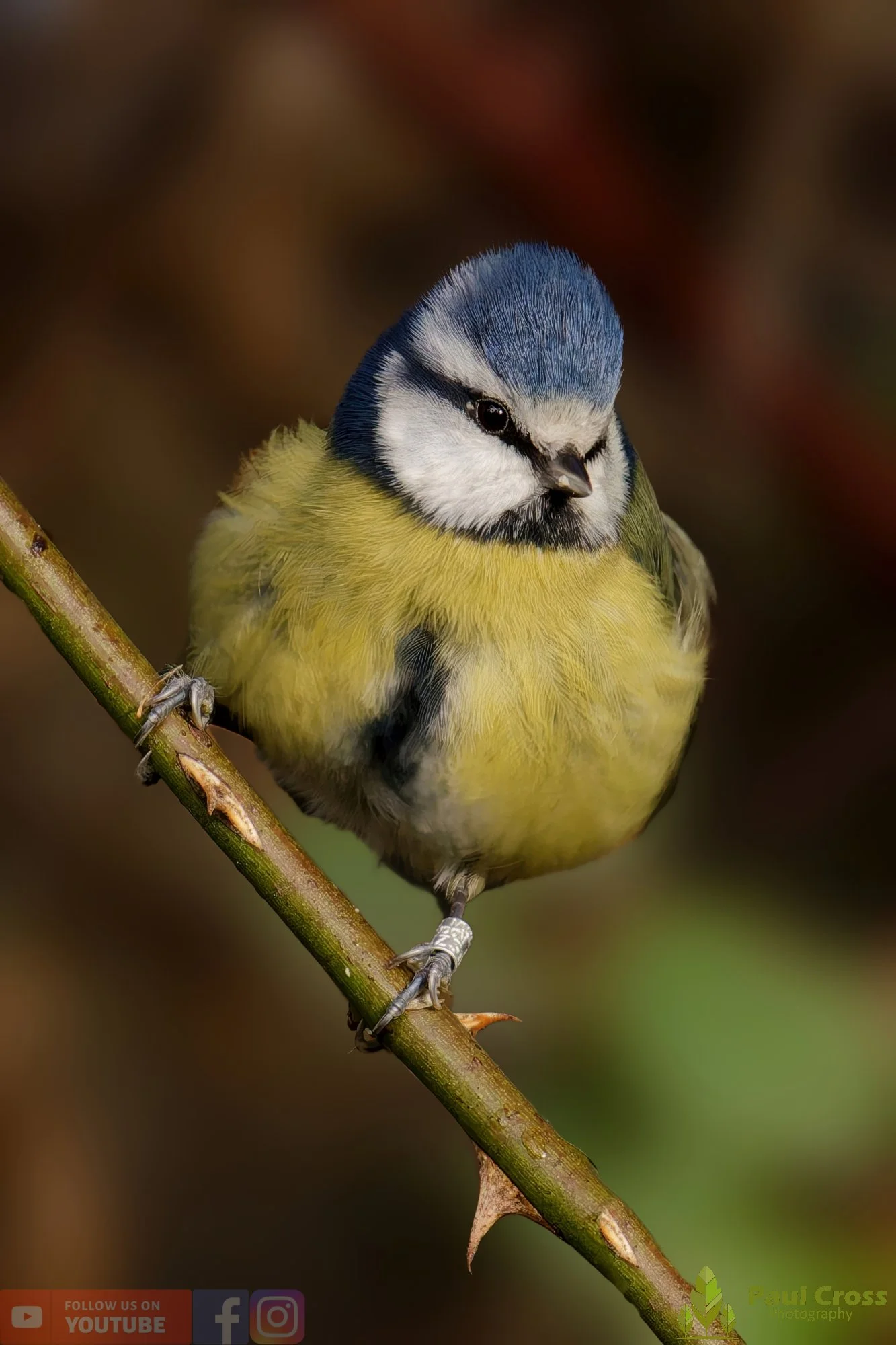 Blue Tit-00914.jpg