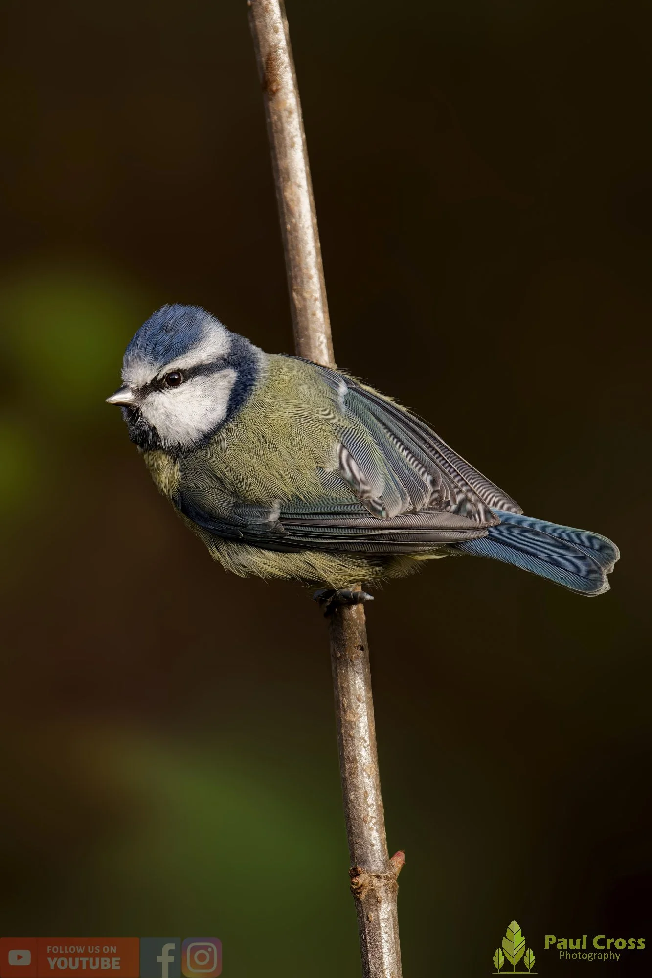 Blue Tit-00916.jpg