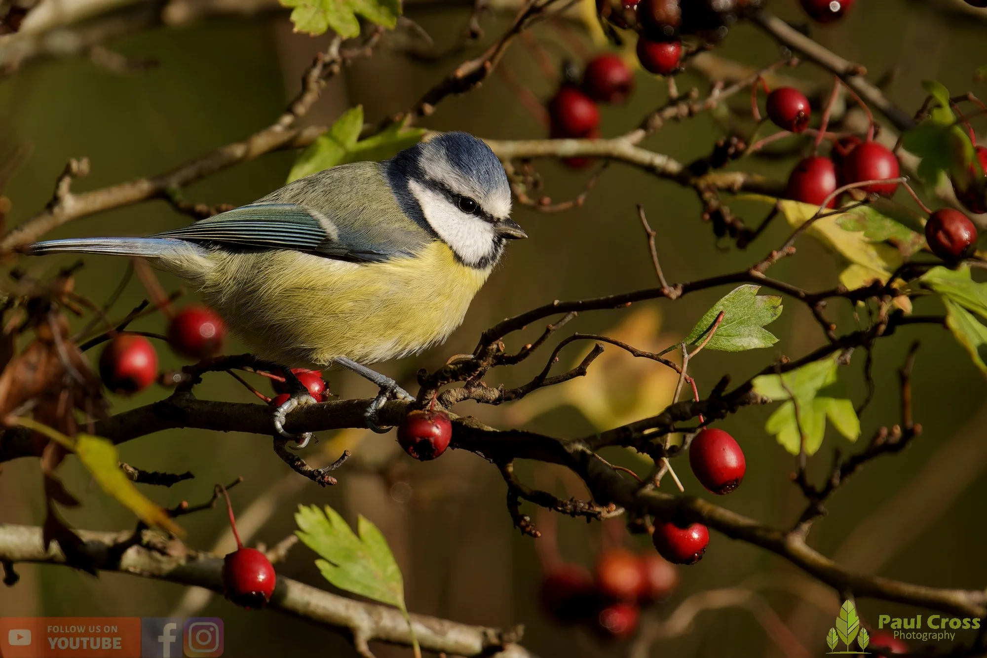 Blue Tit-00917.jpg