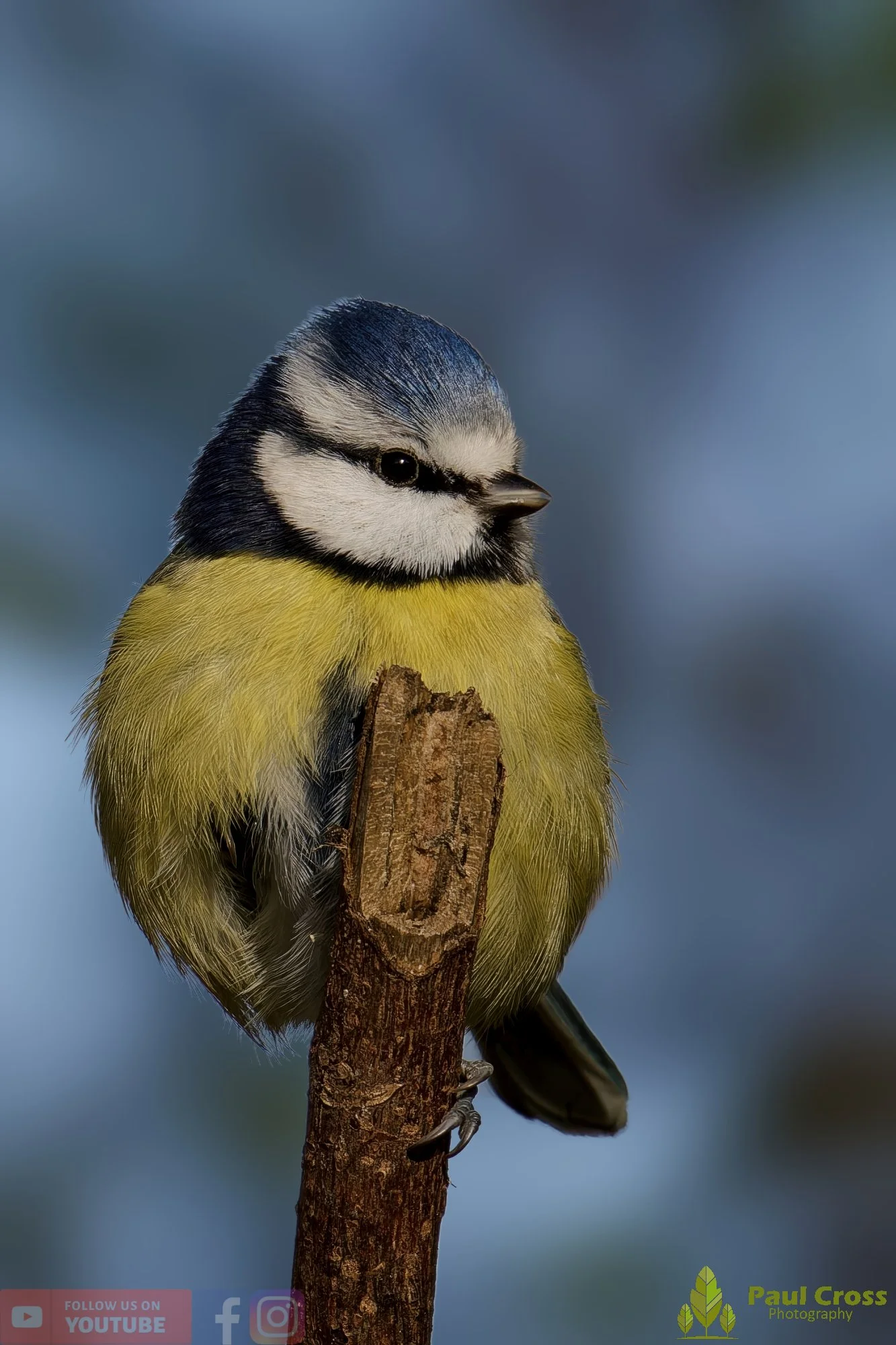 Blue Tit-00919.jpg