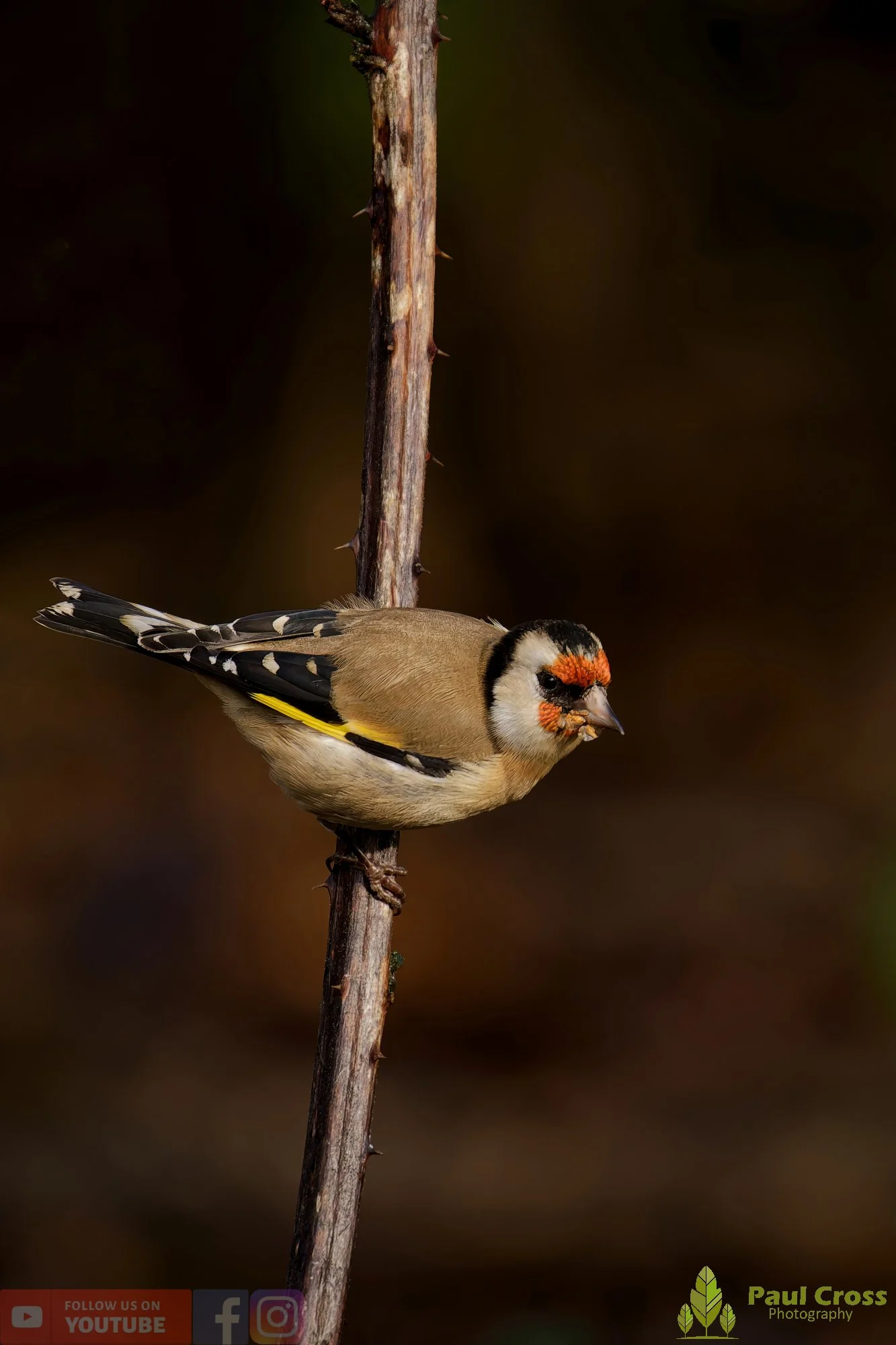 Goldfinch-00233.jpg