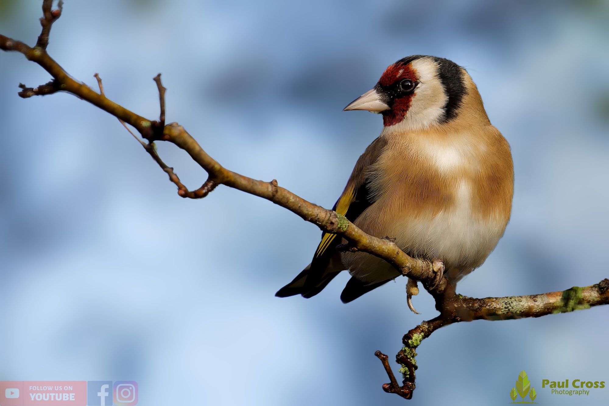 Goldfinch-00232.jpg