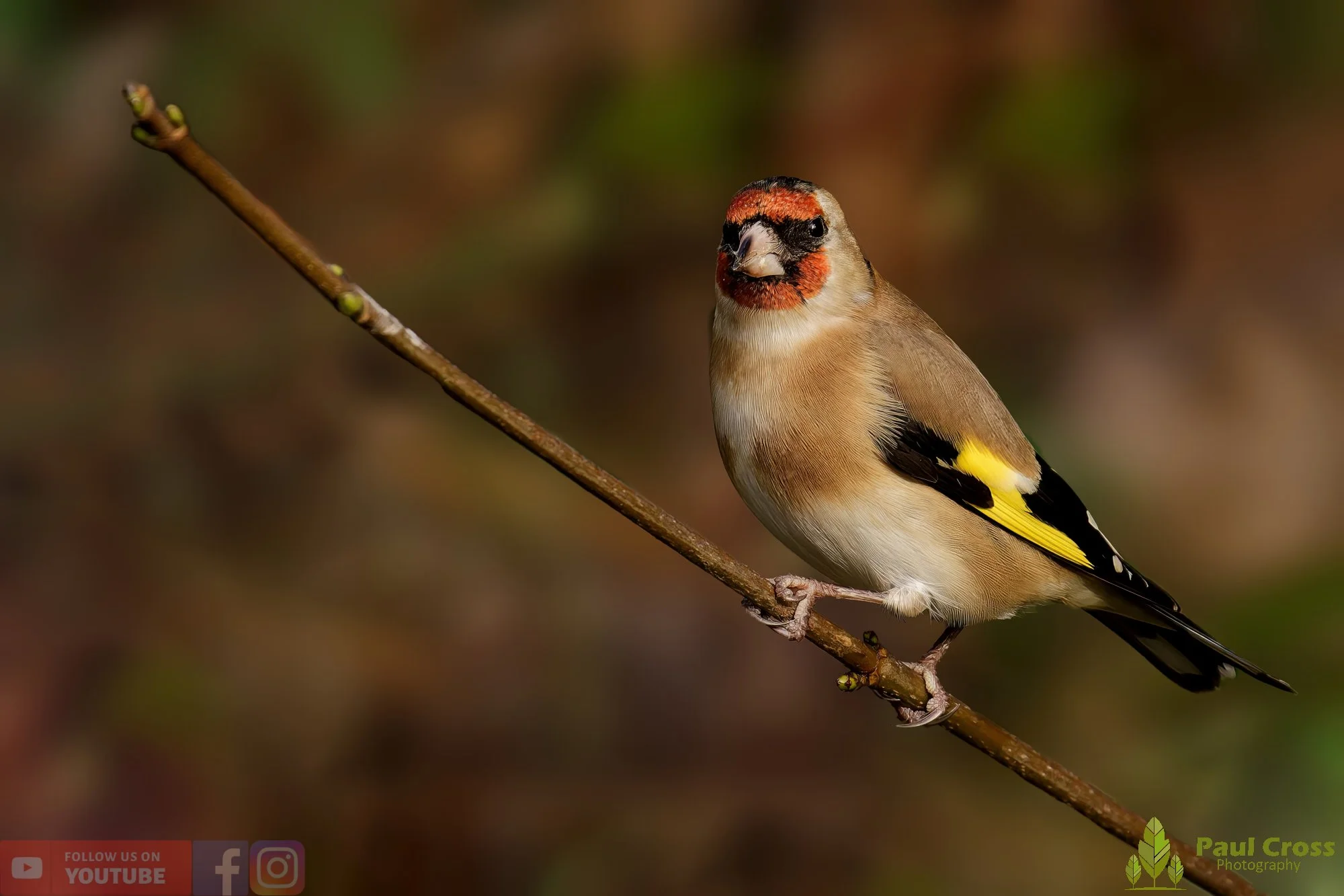 Goldfinch-00234.jpg