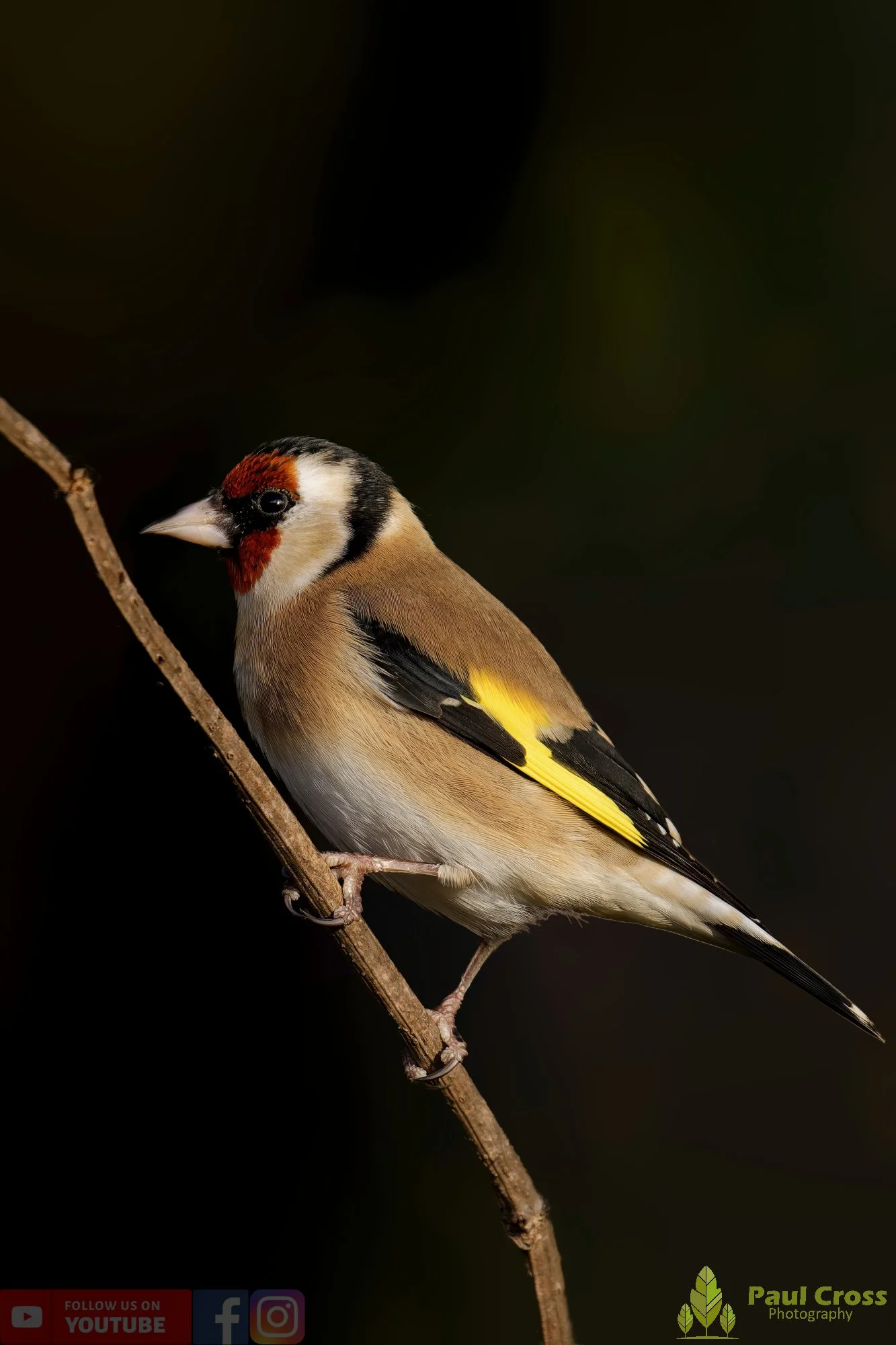 Goldfinch-00235.jpg