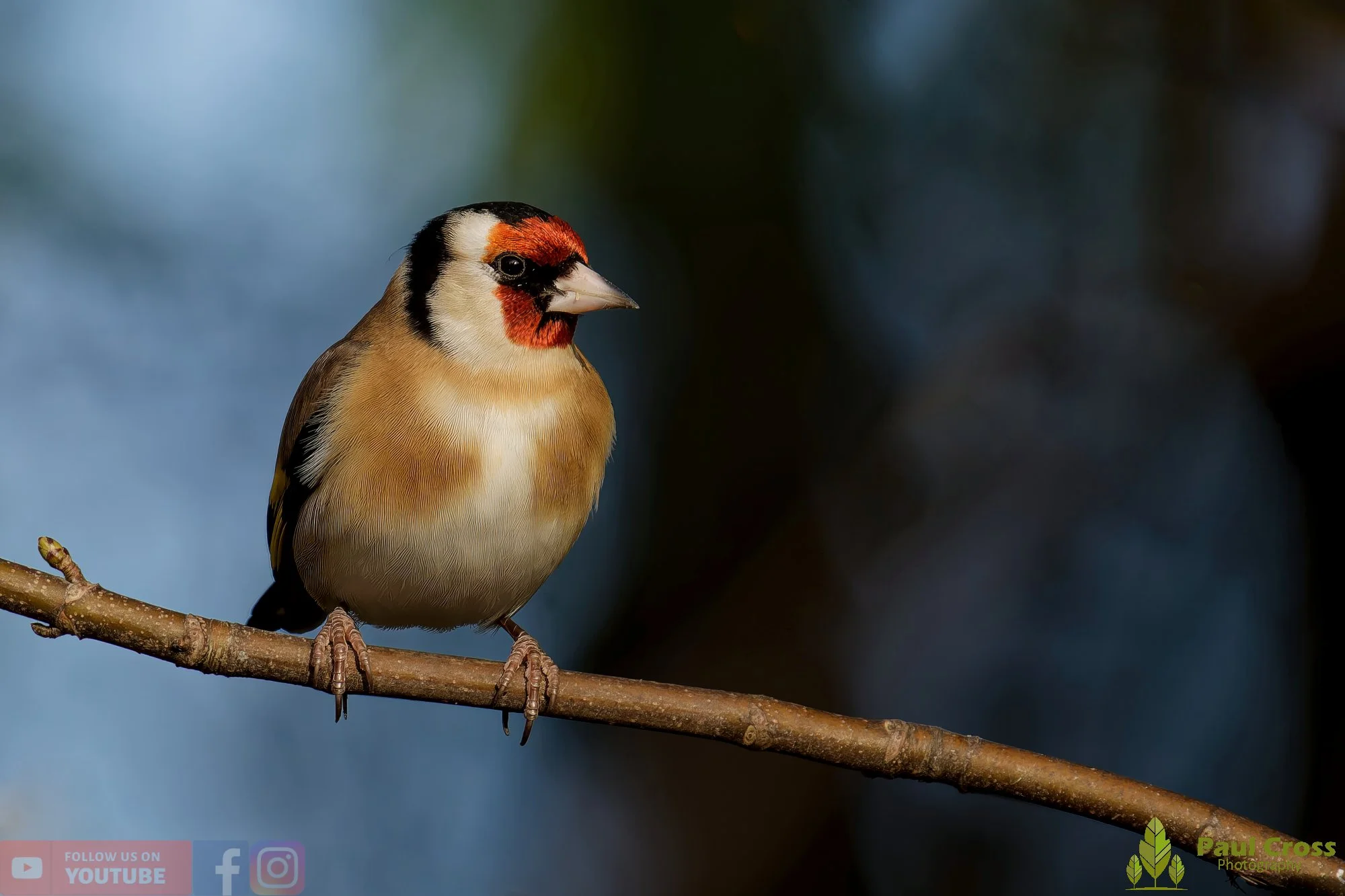 Goldfinch-00236.jpg
