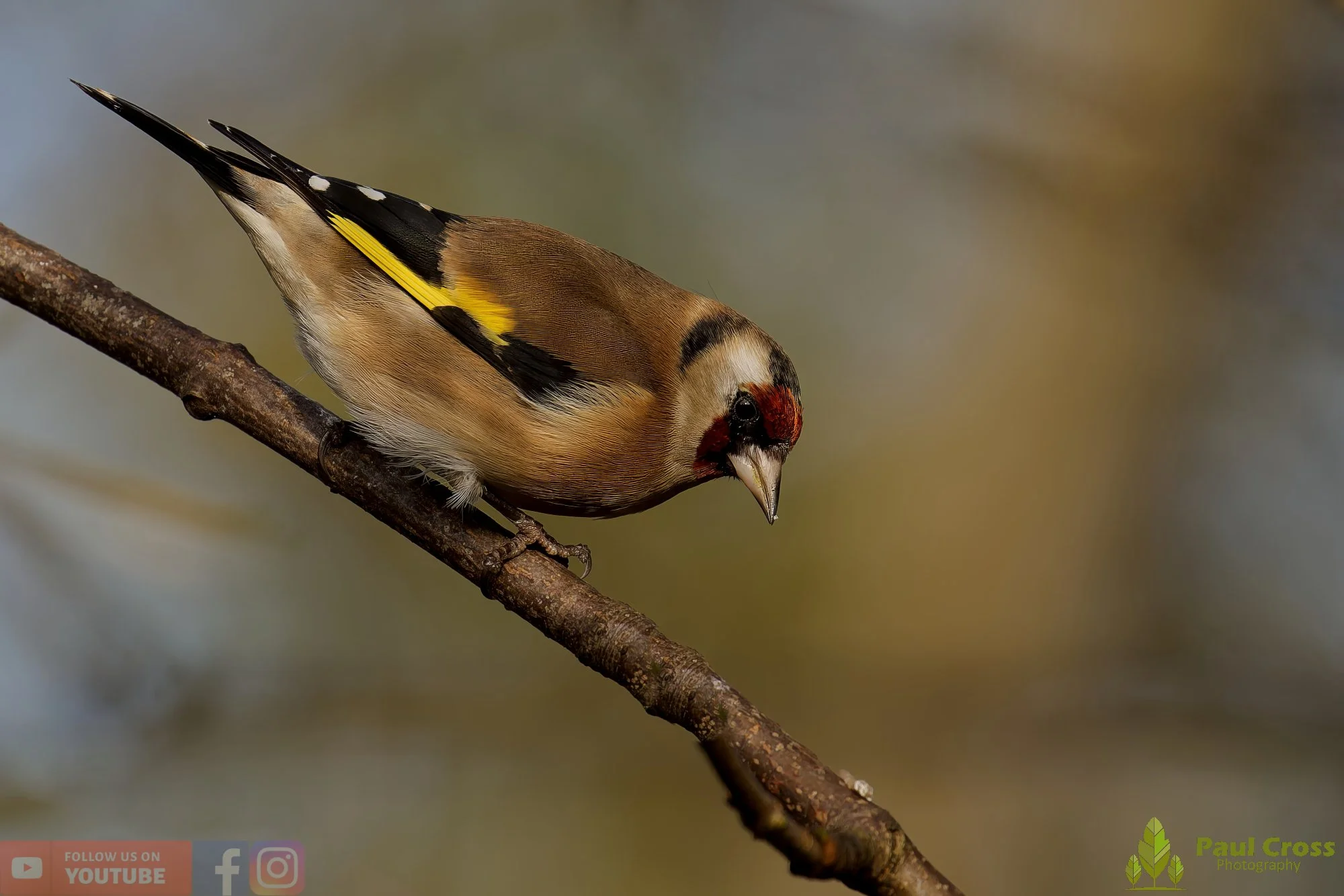Goldfinch-00238.jpg