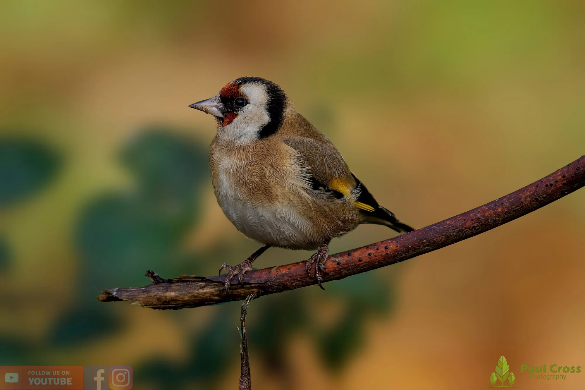 Goldfinch-00240.jpg