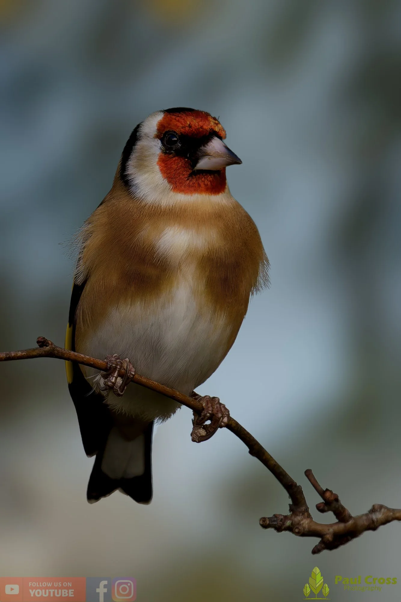 Goldfinch-00241.jpg