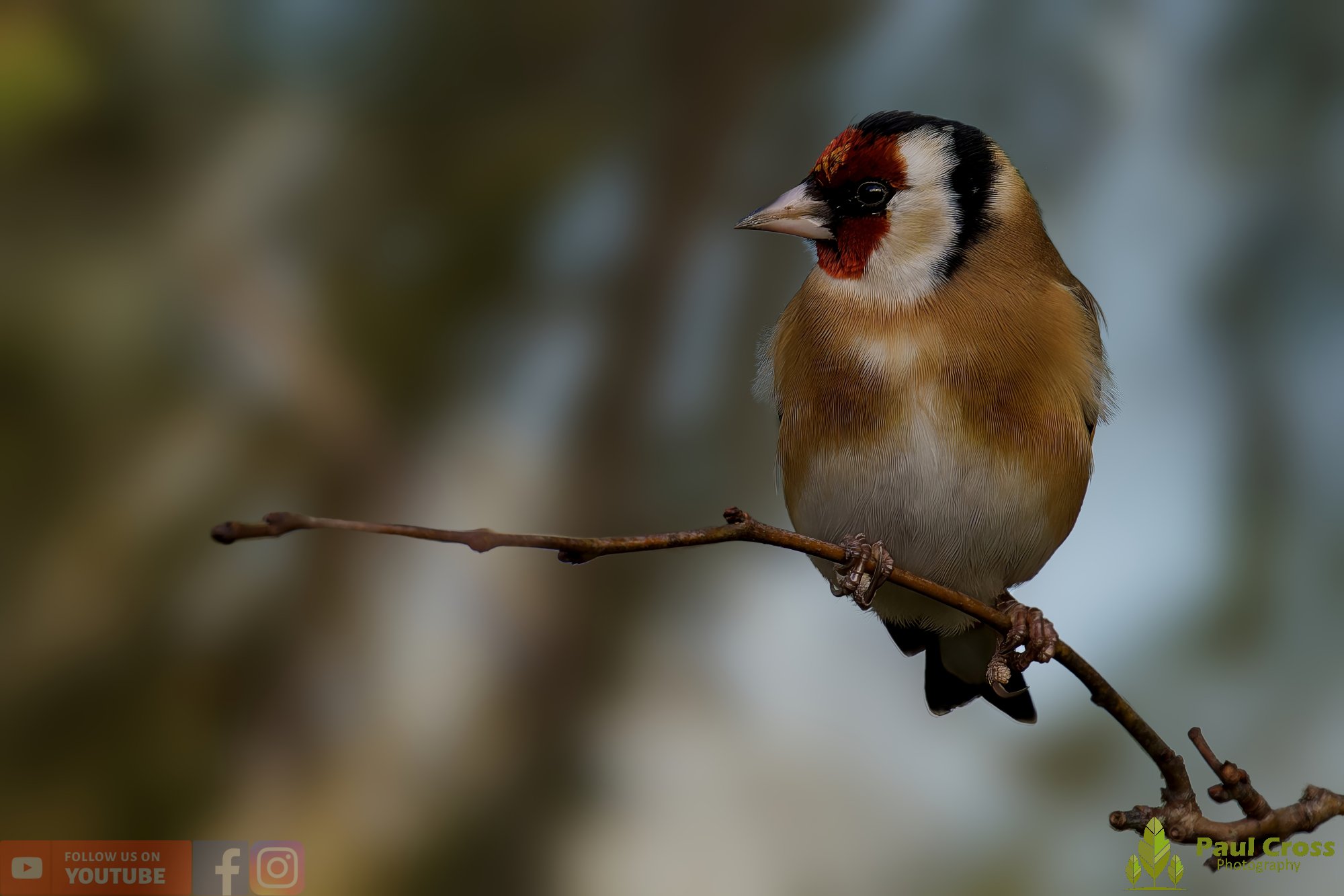 Goldfinch-00243.jpg