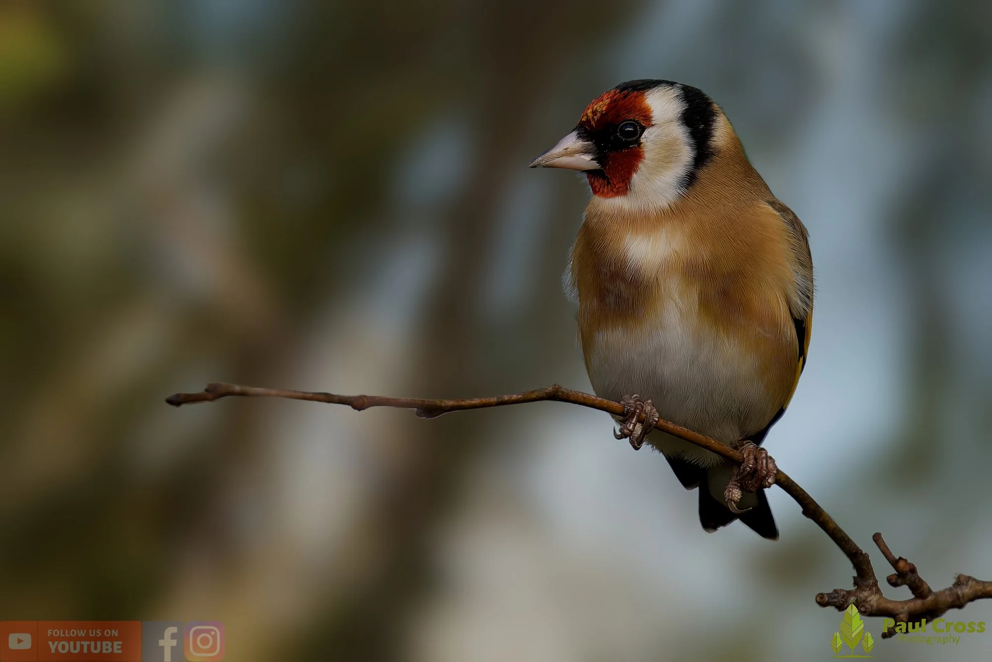 Goldfinch-00244.jpg
