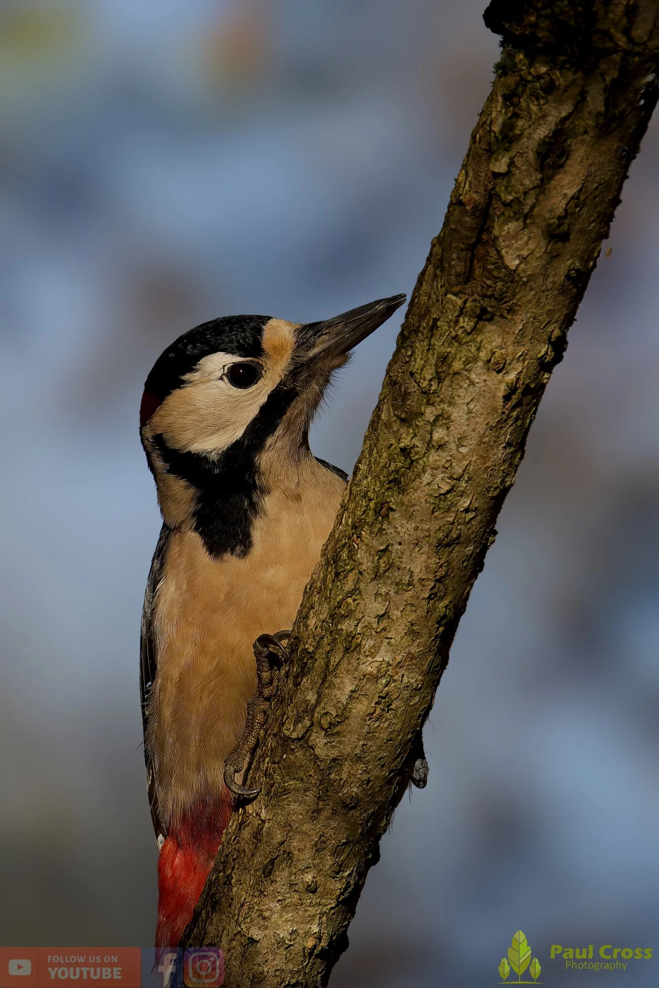 Great Spotted Woodpecker-00134.jpg
