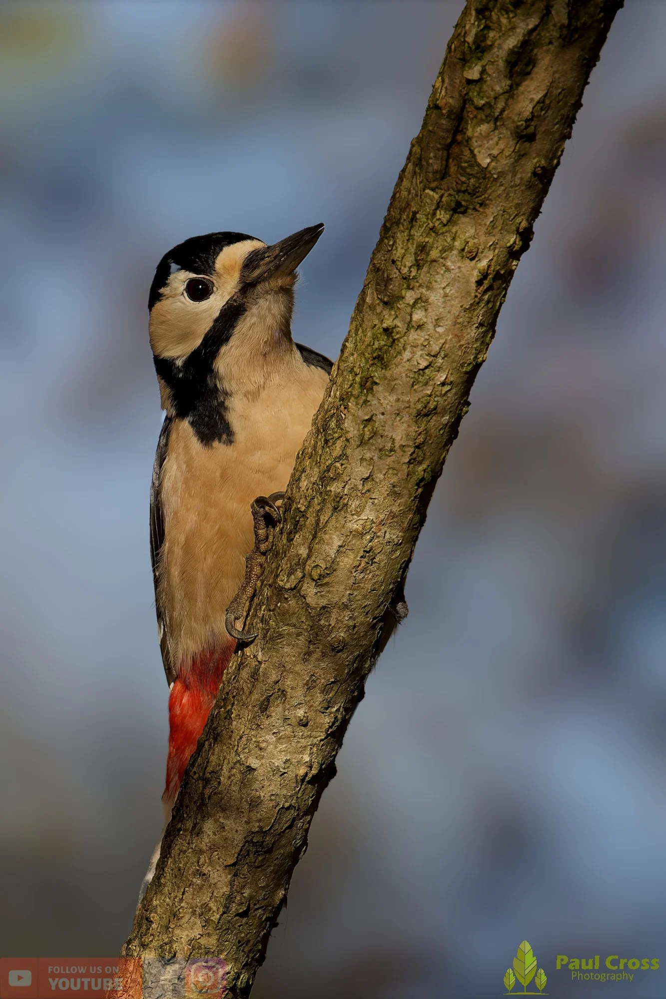 Great Spotted Woodpecker-00136.jpg