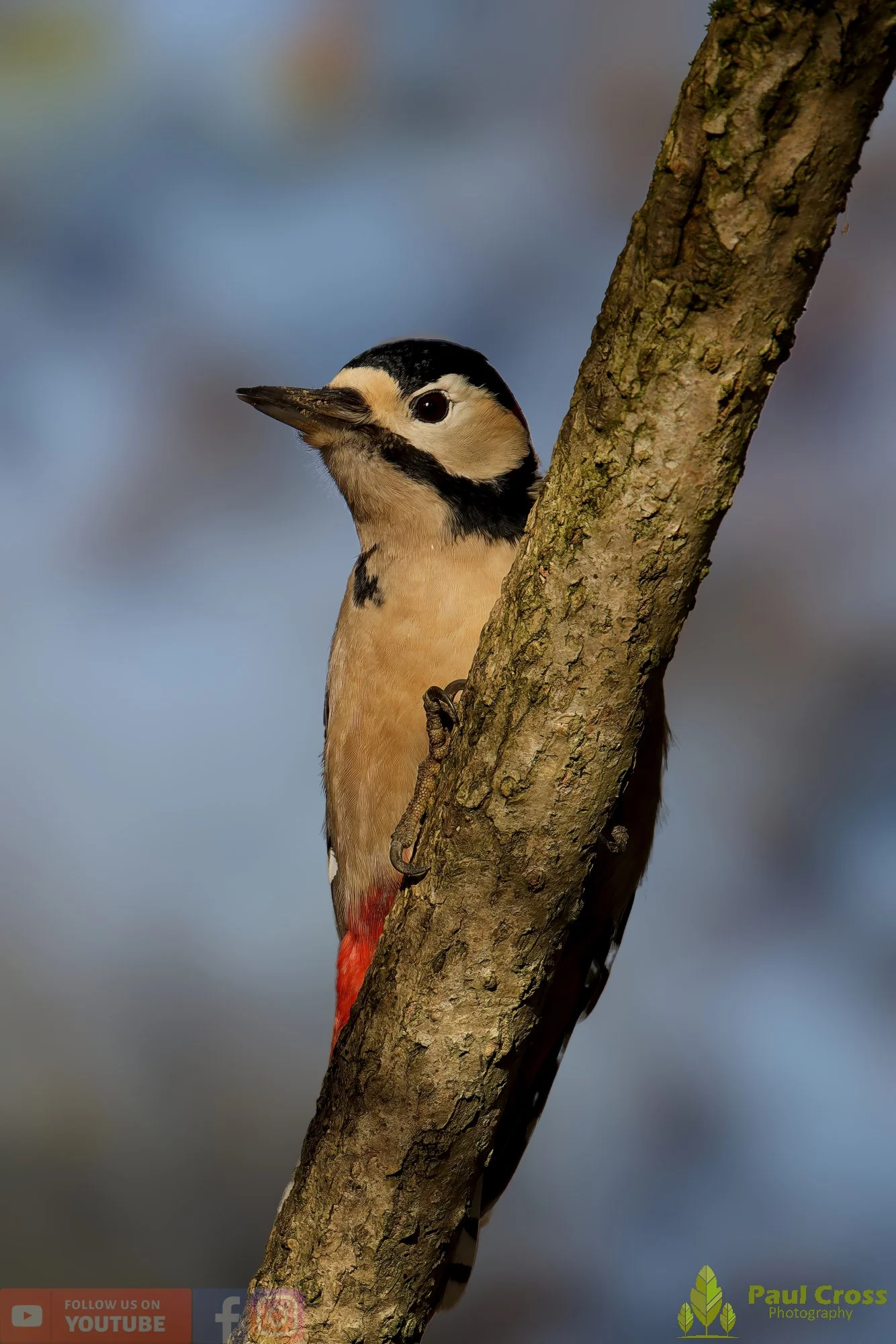 Great Spotted Woodpecker-00137.jpg