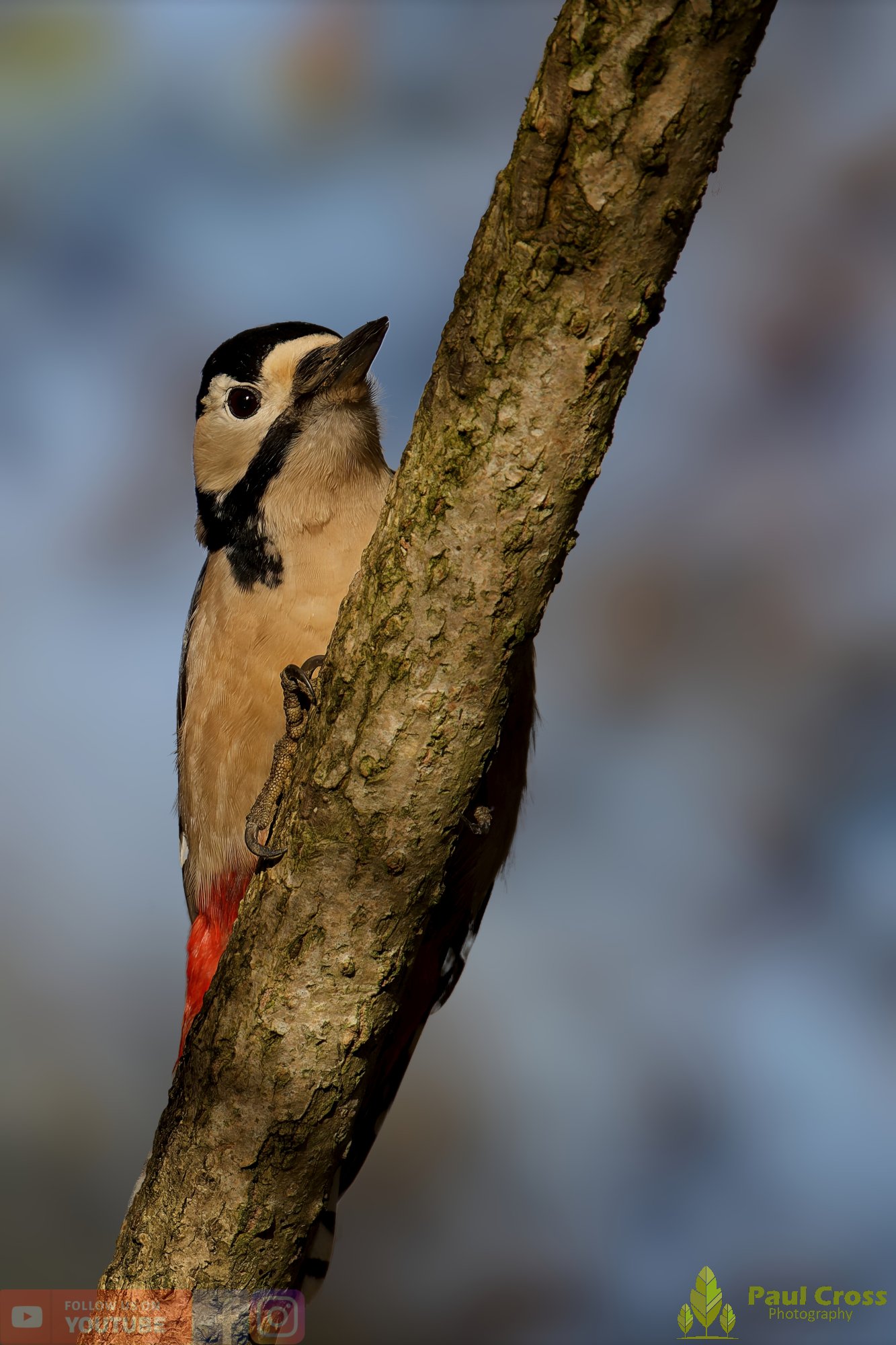 Great Spotted Woodpecker-00138.jpg