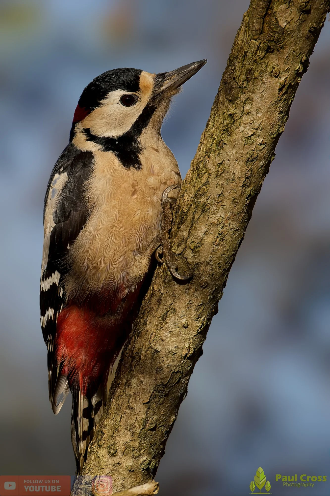 Great Spotted Woodpecker-00139.jpg