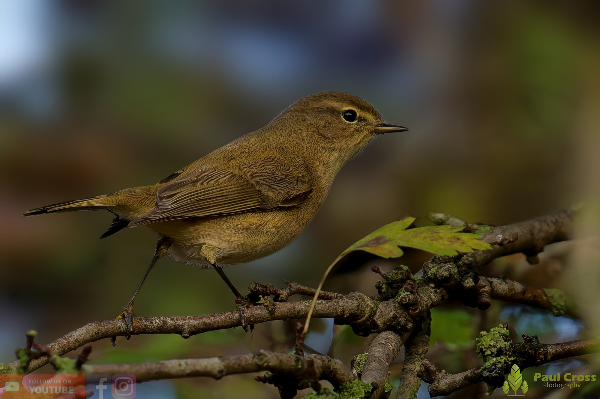 Chiffchaff-00140.jpg