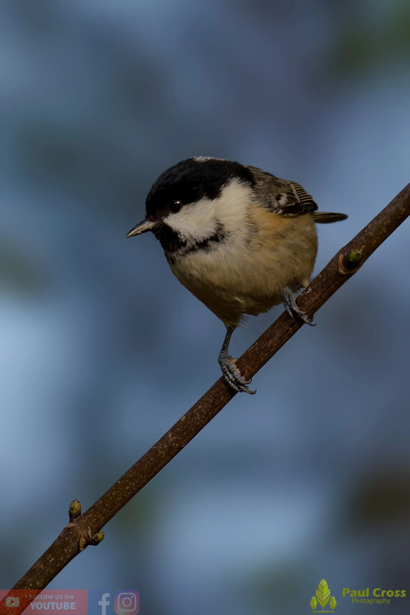 Coal Tit-00145.jpg