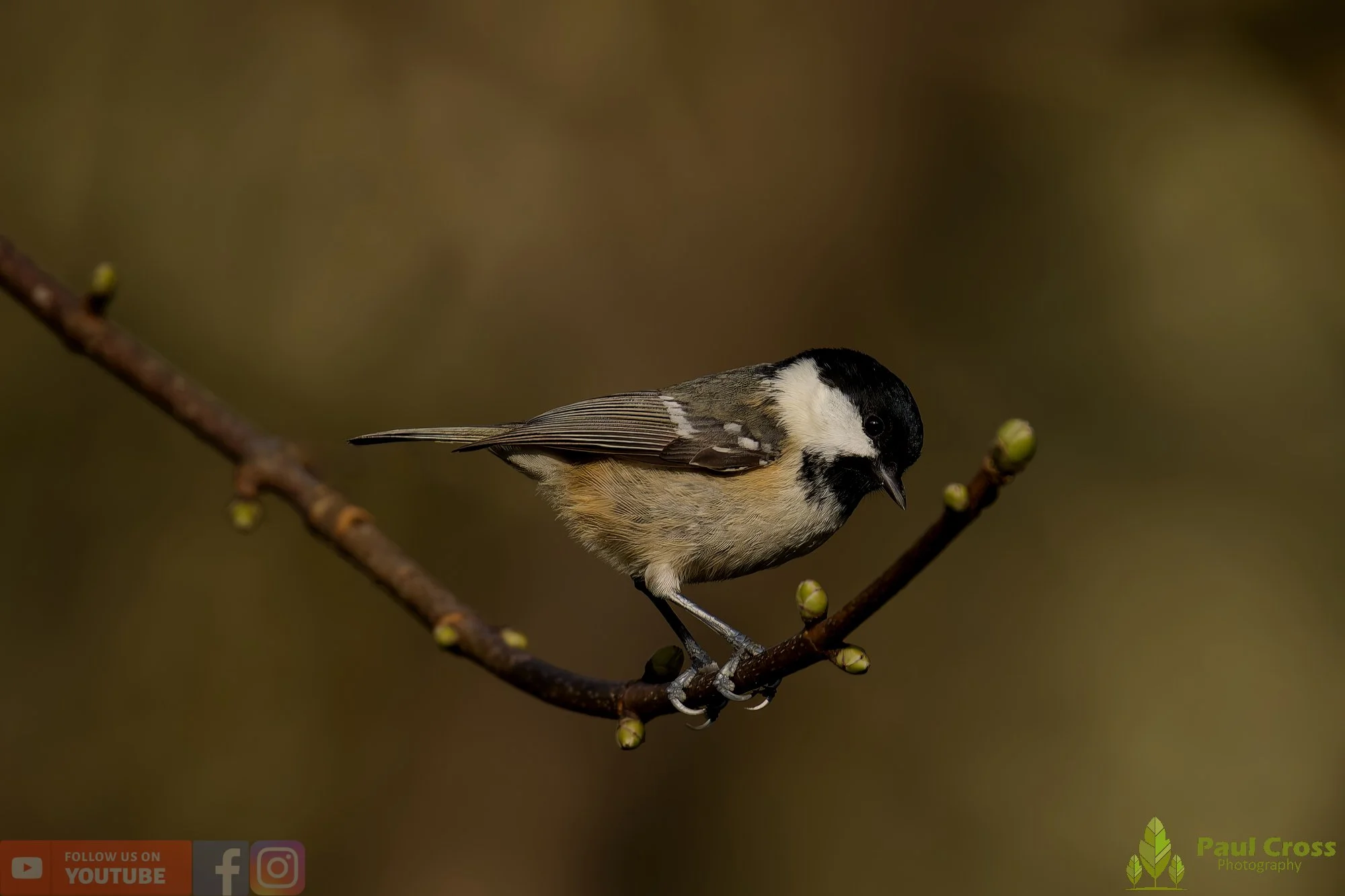 Coal Tit-00147.jpg