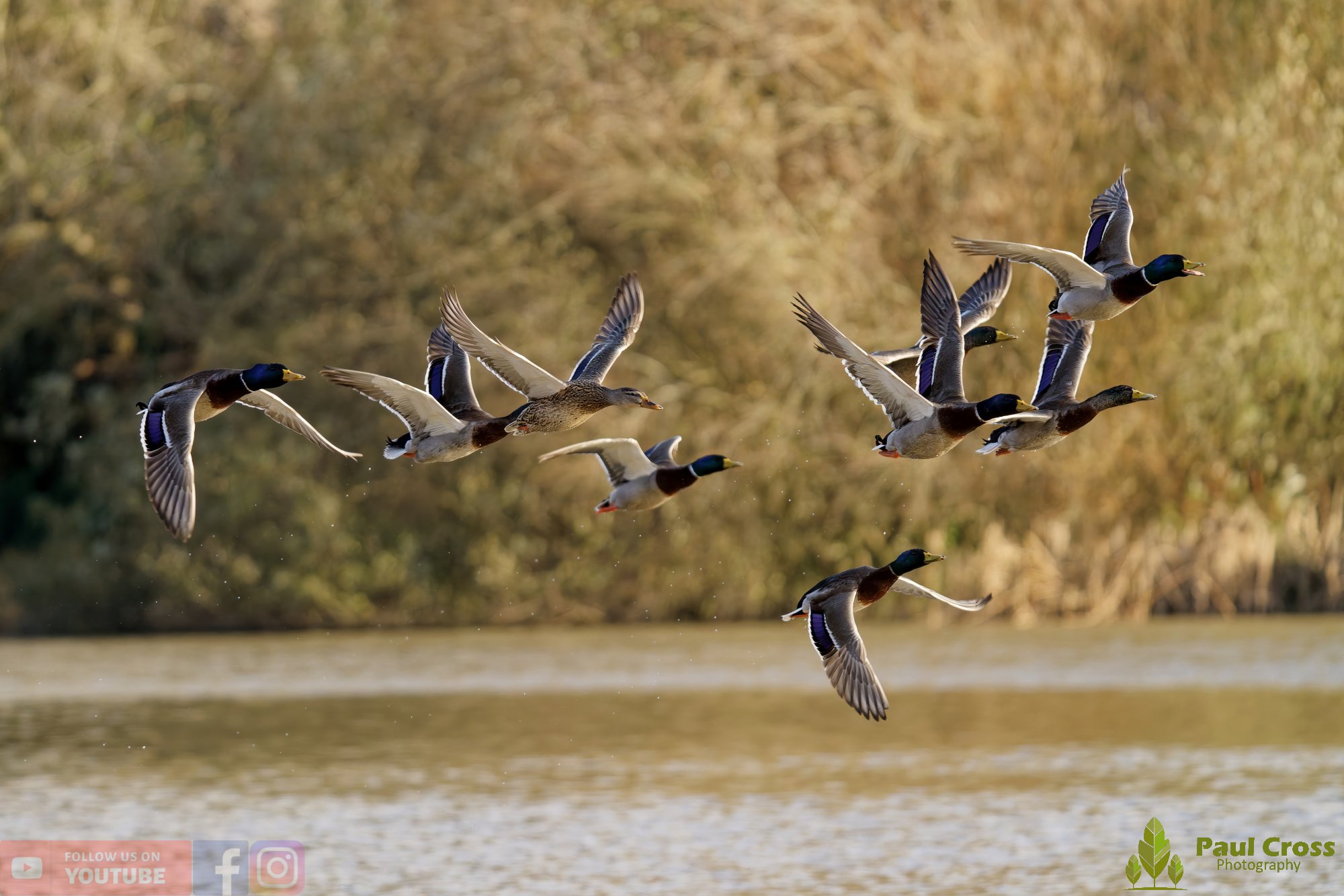 Mallard Duck-01177.jpg