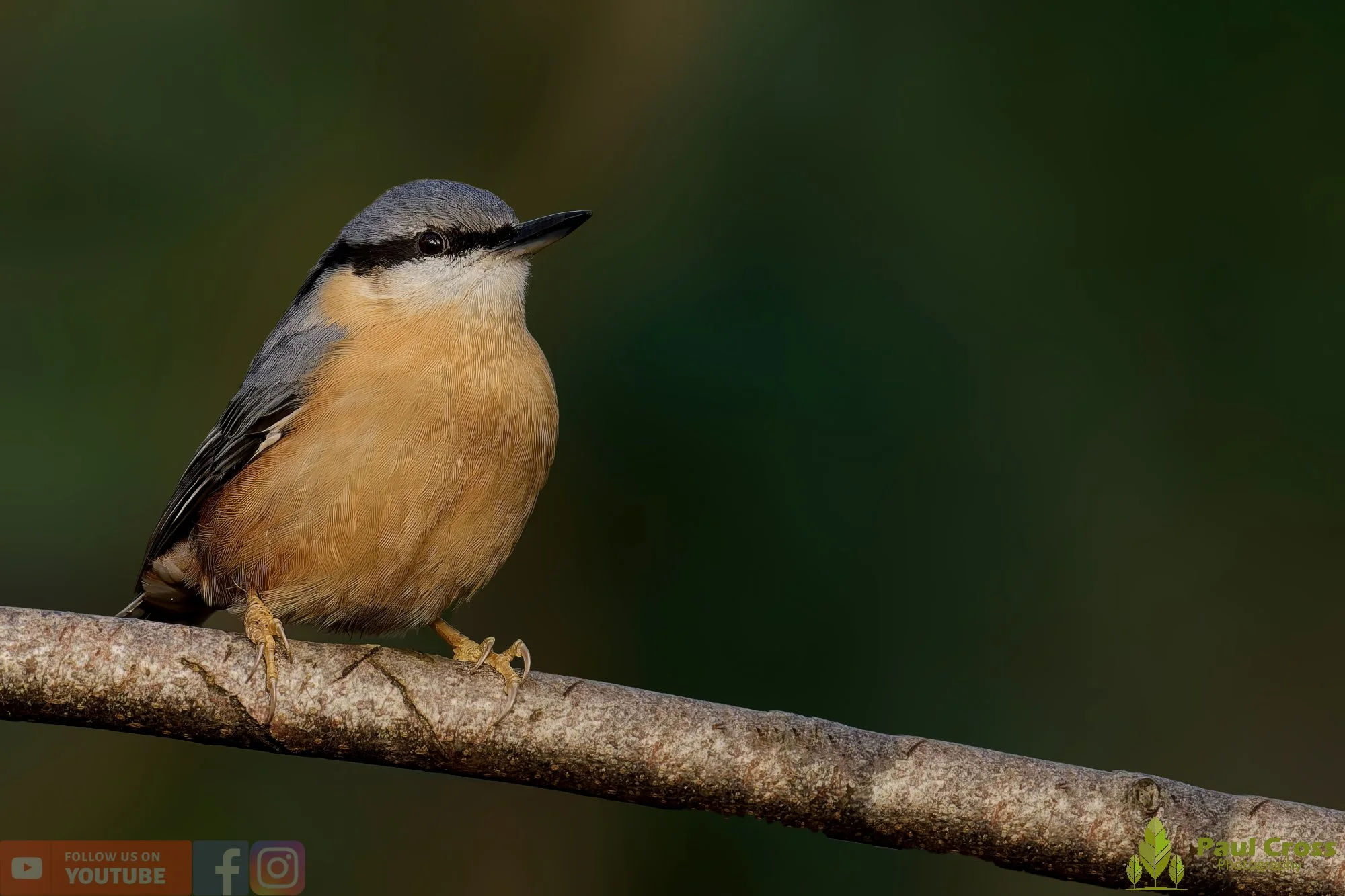 Nuthatch-00220.jpg