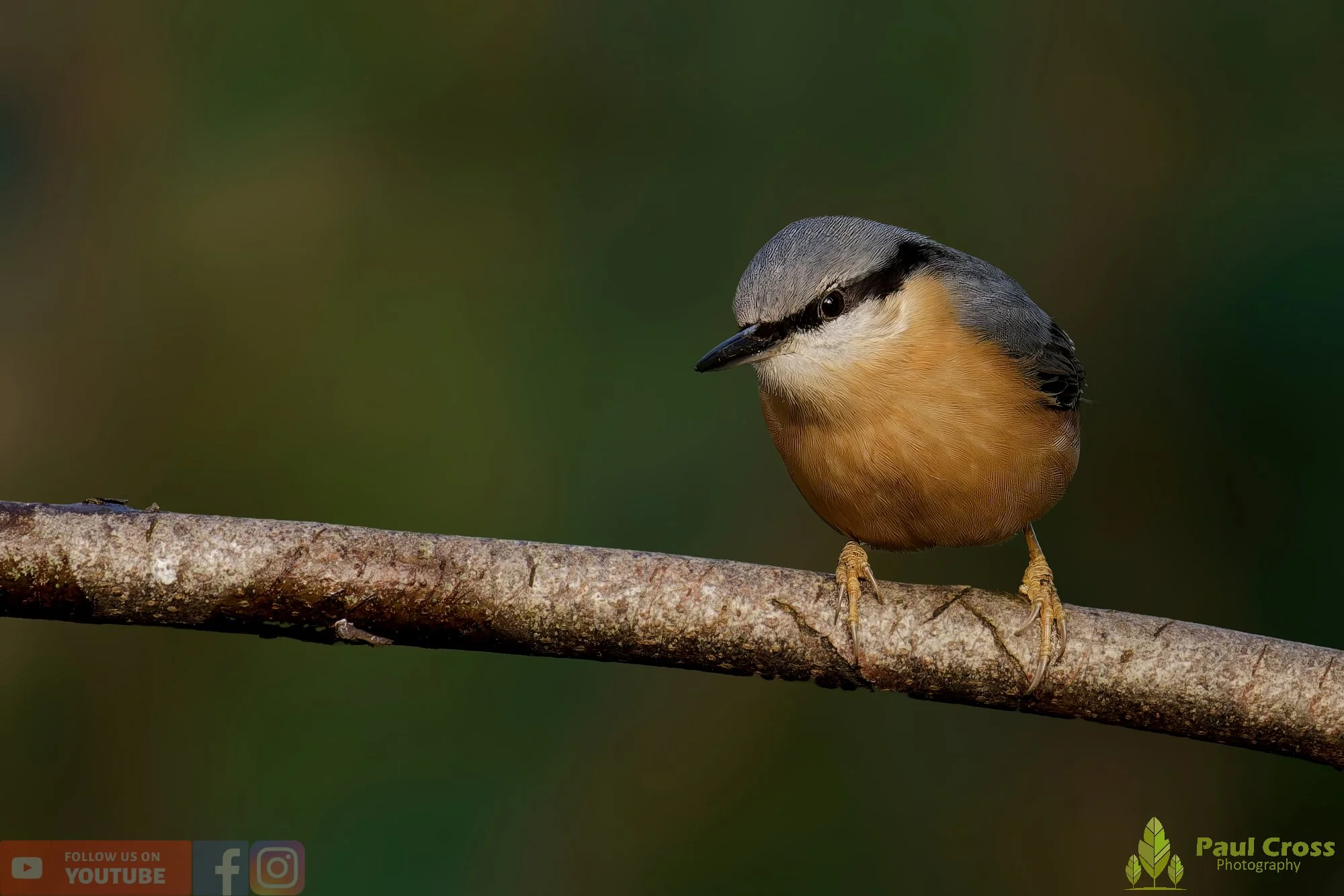 Nuthatch-00221.jpg
