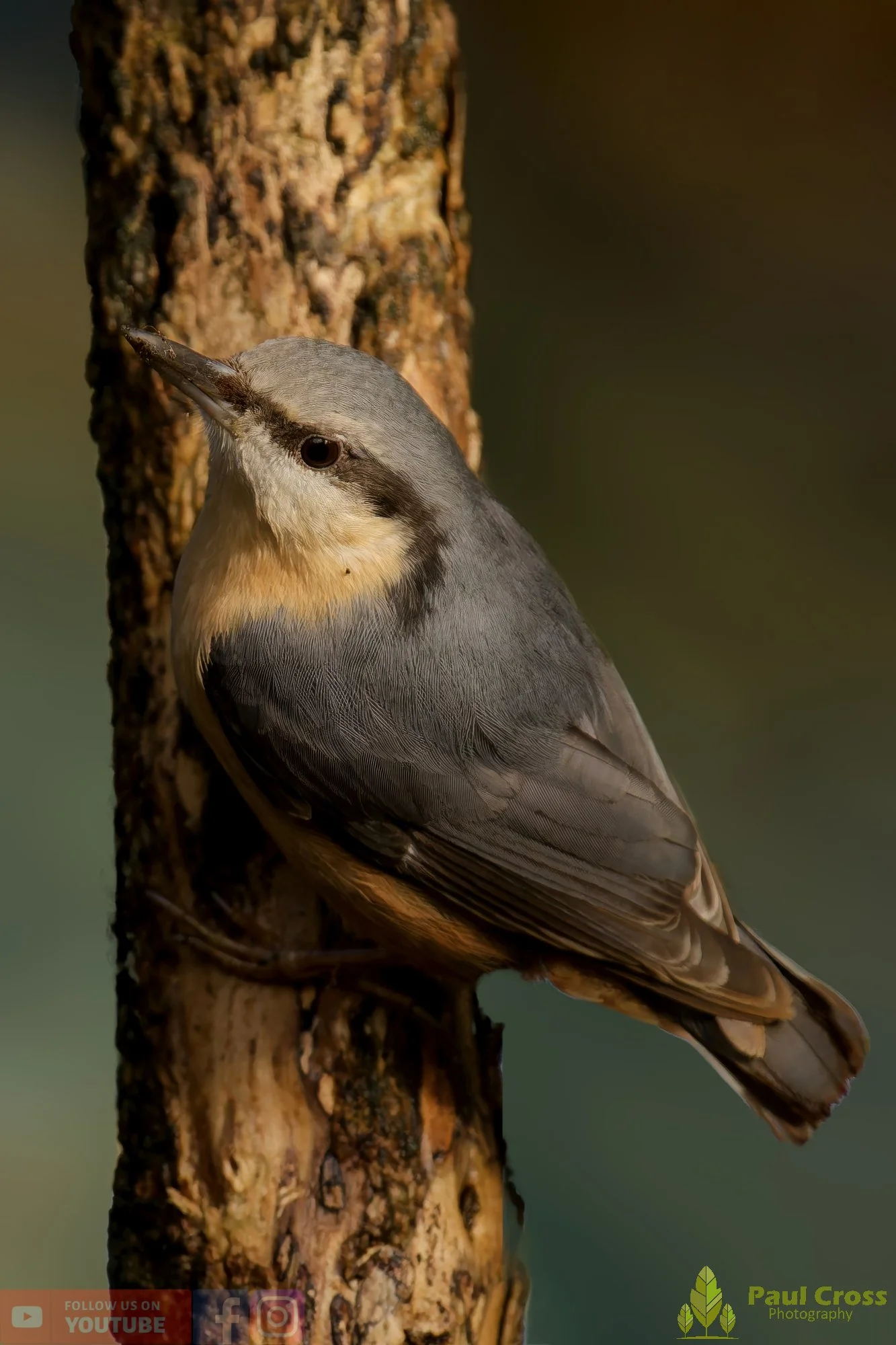 Nuthatch-00223.jpg