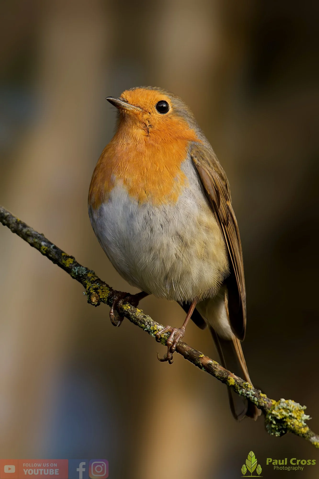 Robin-00296.jpg