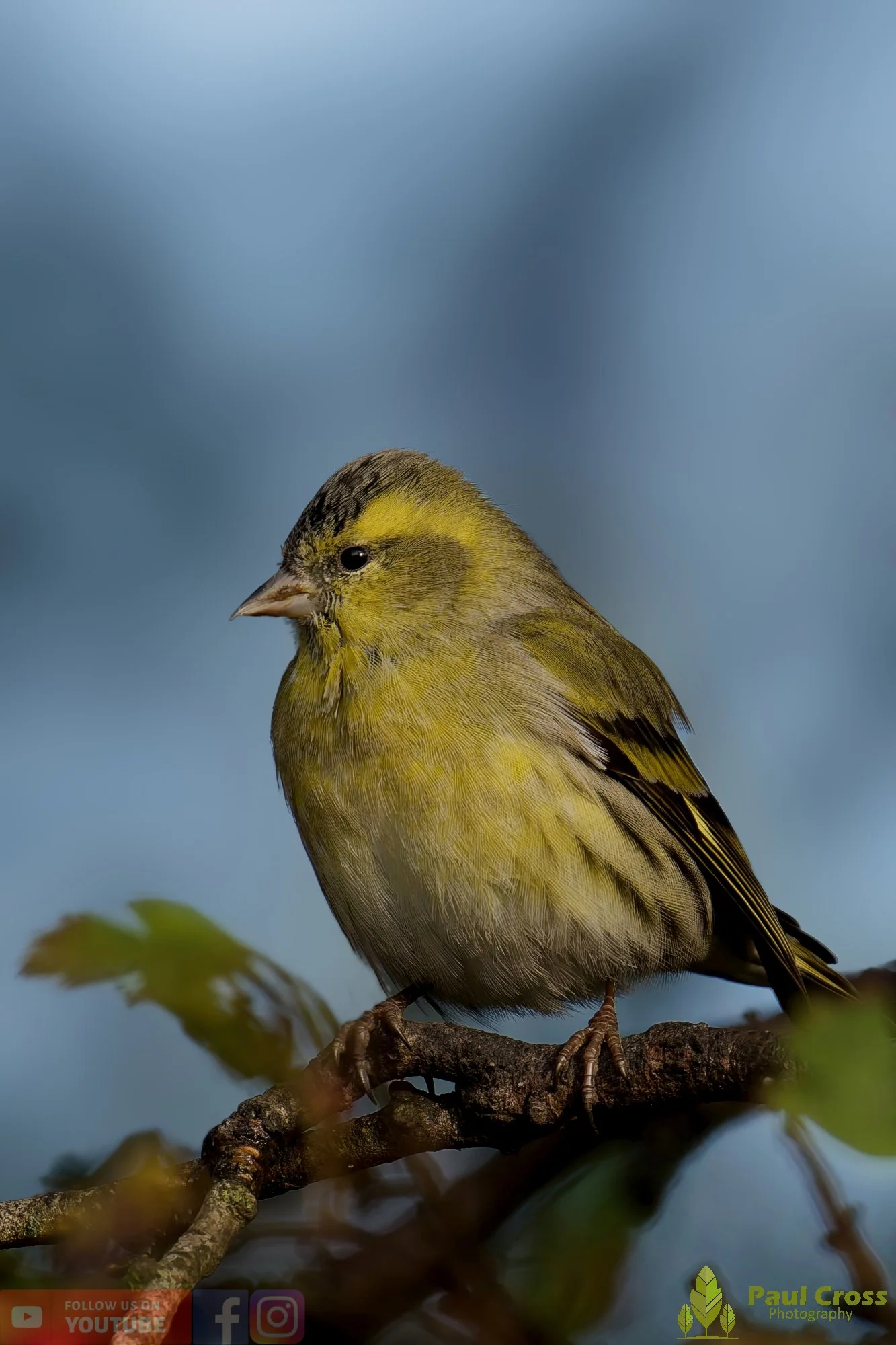 Siskin-00155.jpg